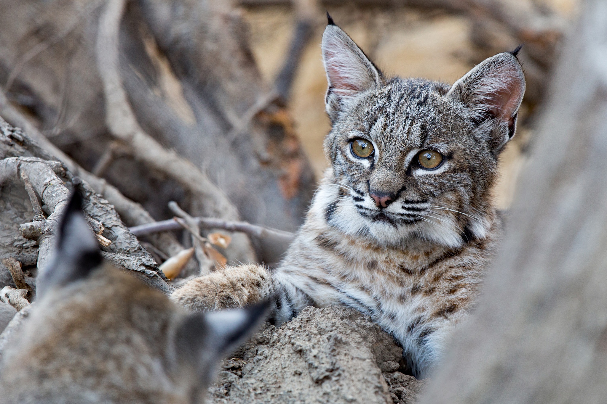 Baixe gratuitamente a imagem Lince, Gatos, Animais na área de trabalho do seu PC