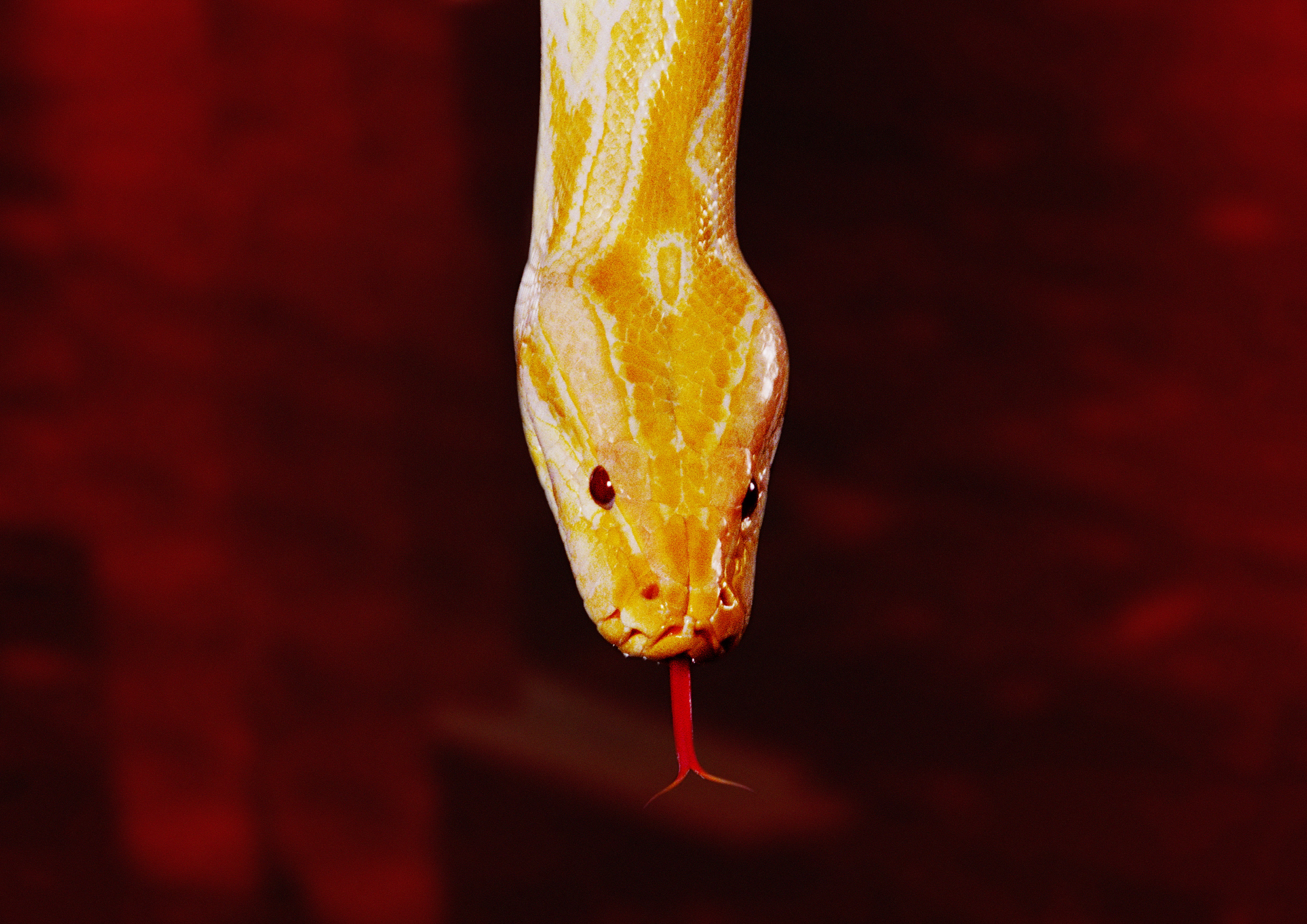 Descarga gratuita de fondo de pantalla para móvil de Animales, Serpiente, Reptiles.