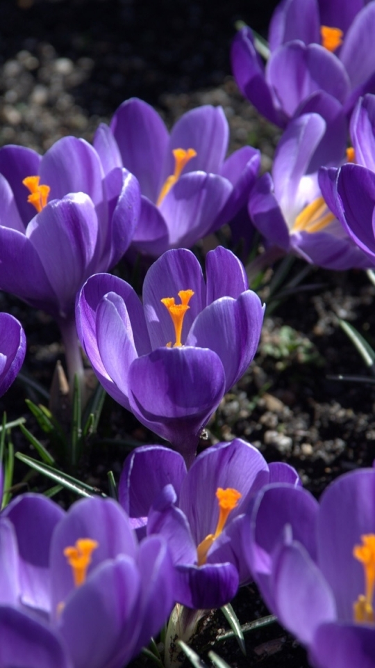 Download mobile wallpaper Flowers, Flower, Earth, Crocus, Purple Flower for free.