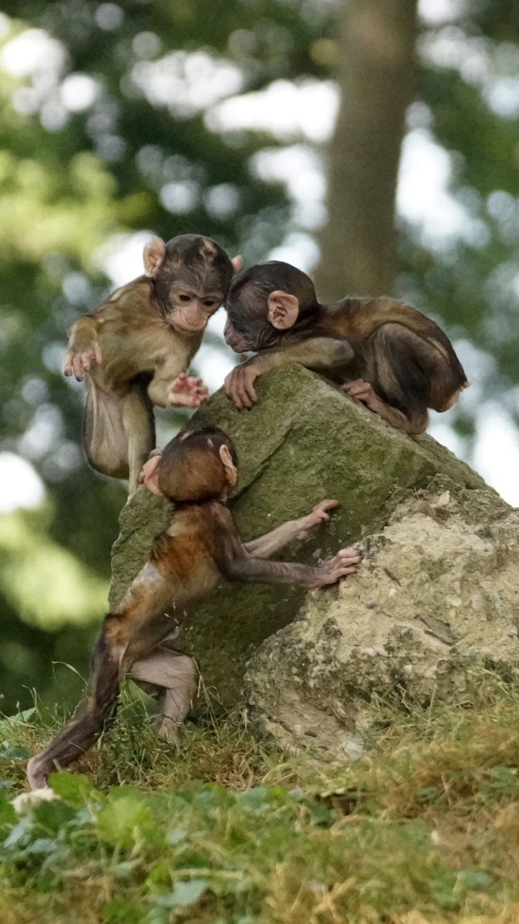 Download mobile wallpaper Monkeys, Monkey, Animal for free.