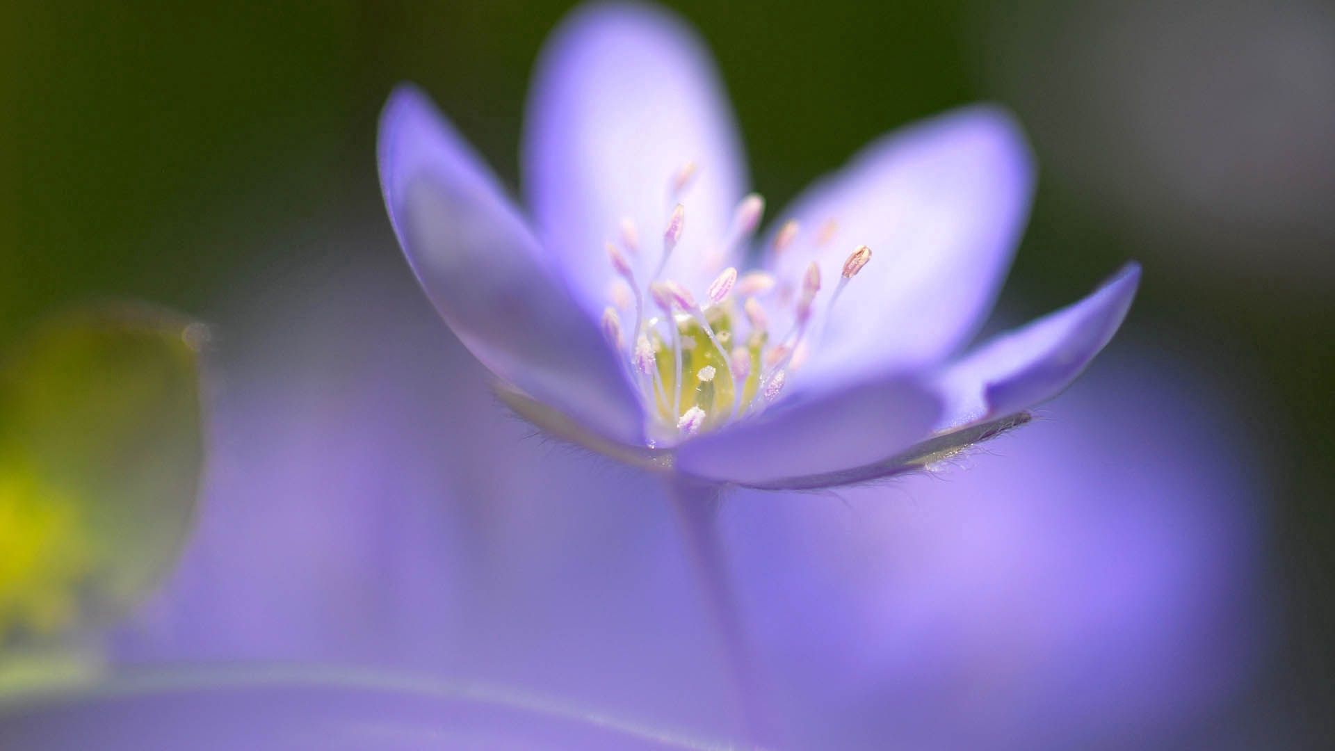 Download mobile wallpaper Macro, Petals, Lilac, Flower, Smooth, Blur for free.