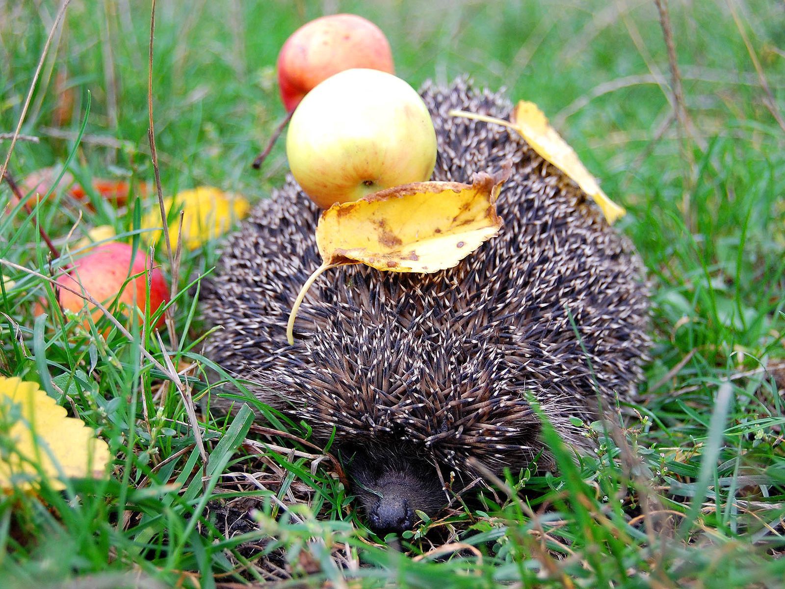 animals, leaves, needle, apples, hedgehog Full HD