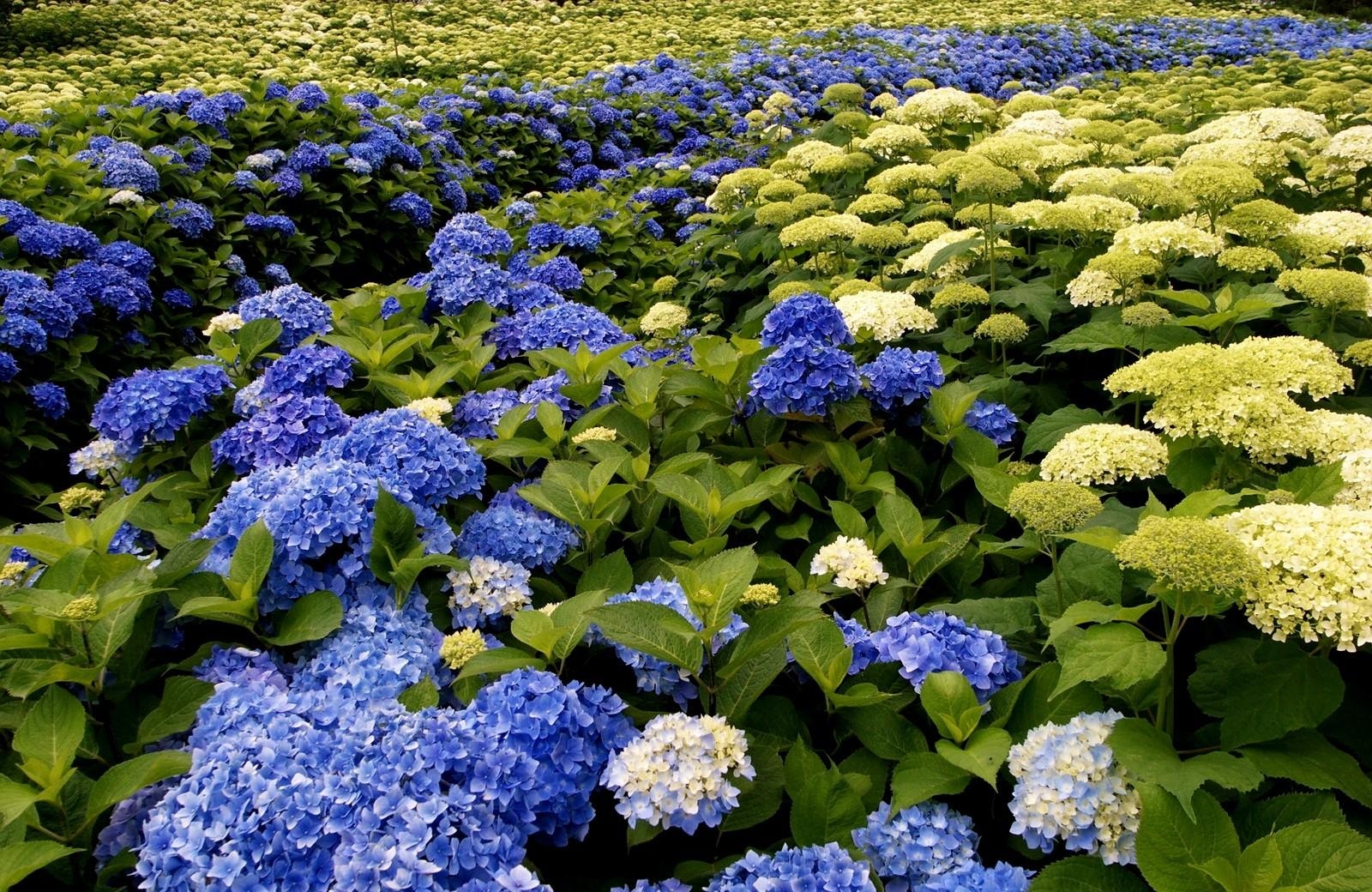 greens, hydrangea, different, flowers, park, bloom, flowering for android