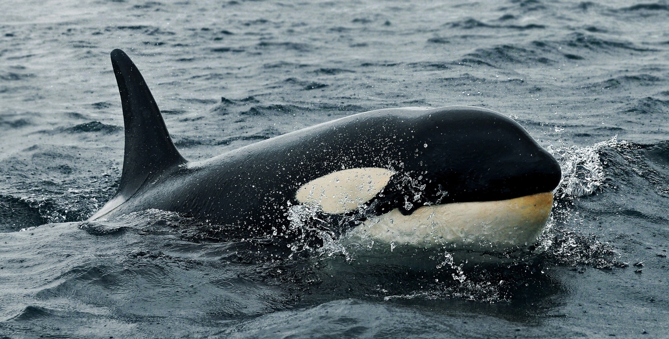 killer whale, animals, water, sea, waves