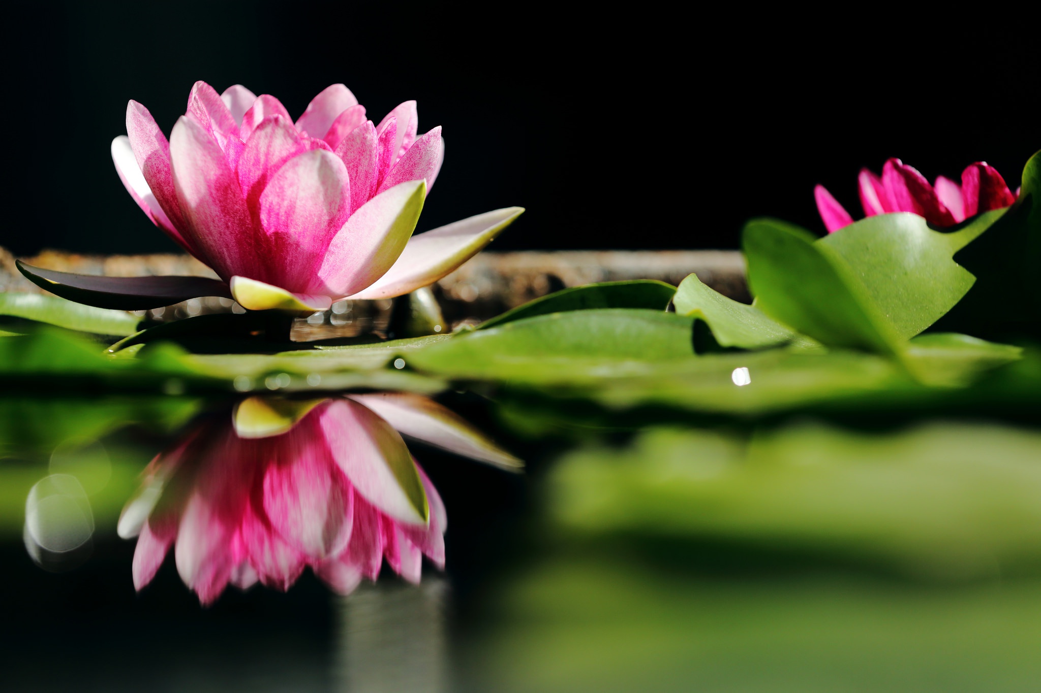 Download mobile wallpaper Nature, Flowers, Reflection, Flower, Earth, Water Lily, Pink Flower for free.
