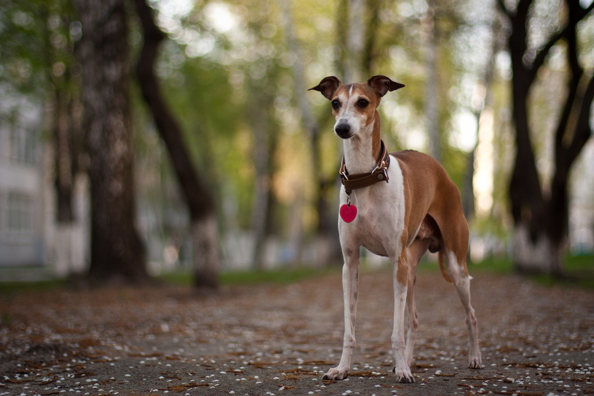 PCデスクトップに公園, 散歩, 襟, 動物, 犬画像を無料でダウンロード