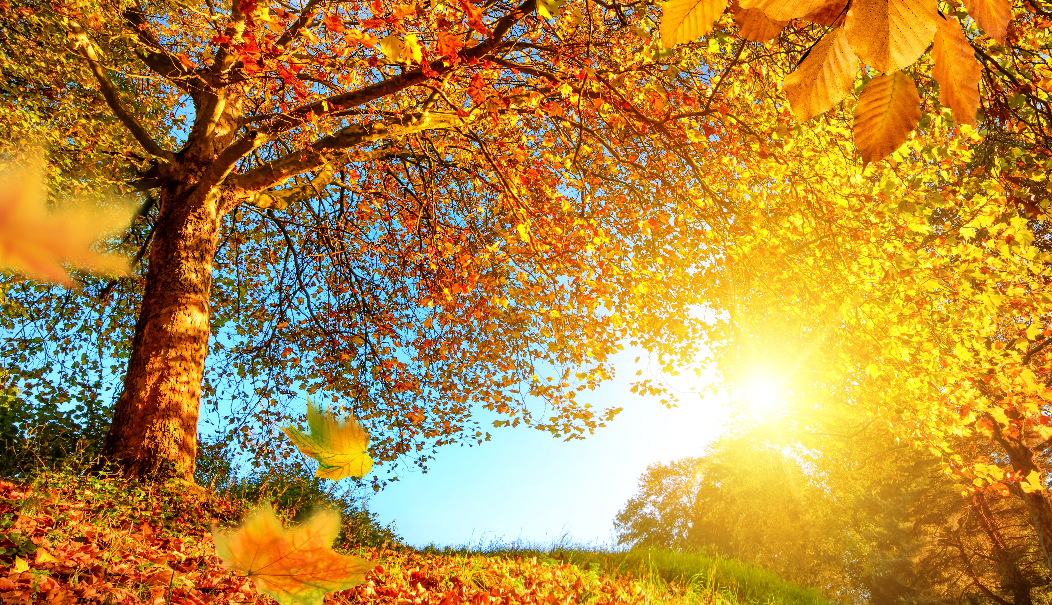 Baixar papel de parede para celular de Natureza, Outono, Árvore, Folha, Ensolarado, Terra/natureza gratuito.