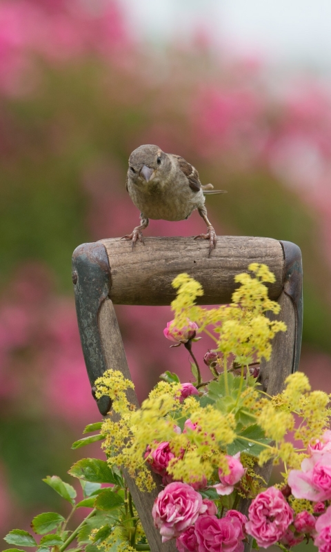 Download mobile wallpaper Birds, Flower, Bird, Sparrow, Animal, Pink Flower for free.