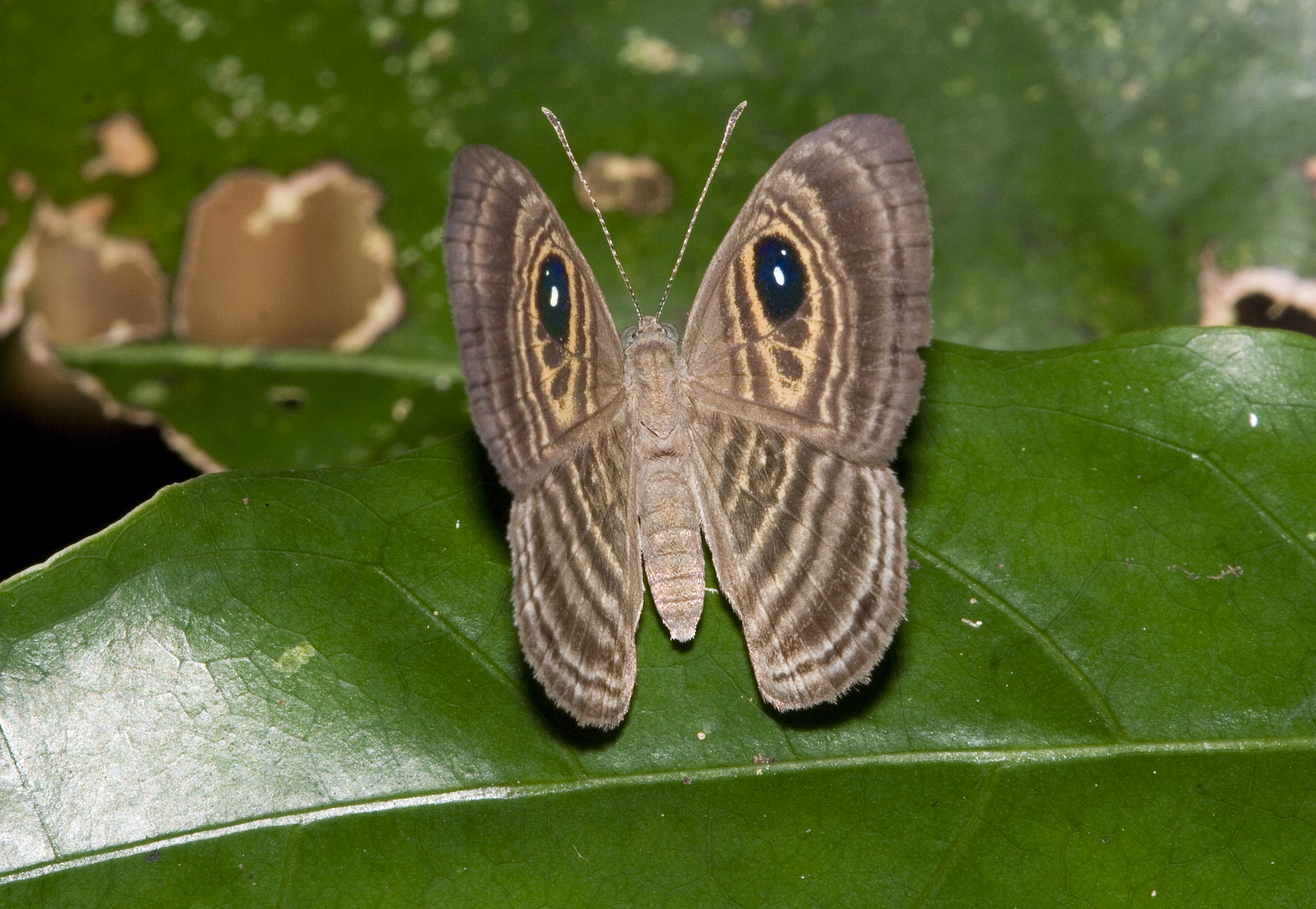 Baixar papel de parede para celular de Animais, Borboleta gratuito.