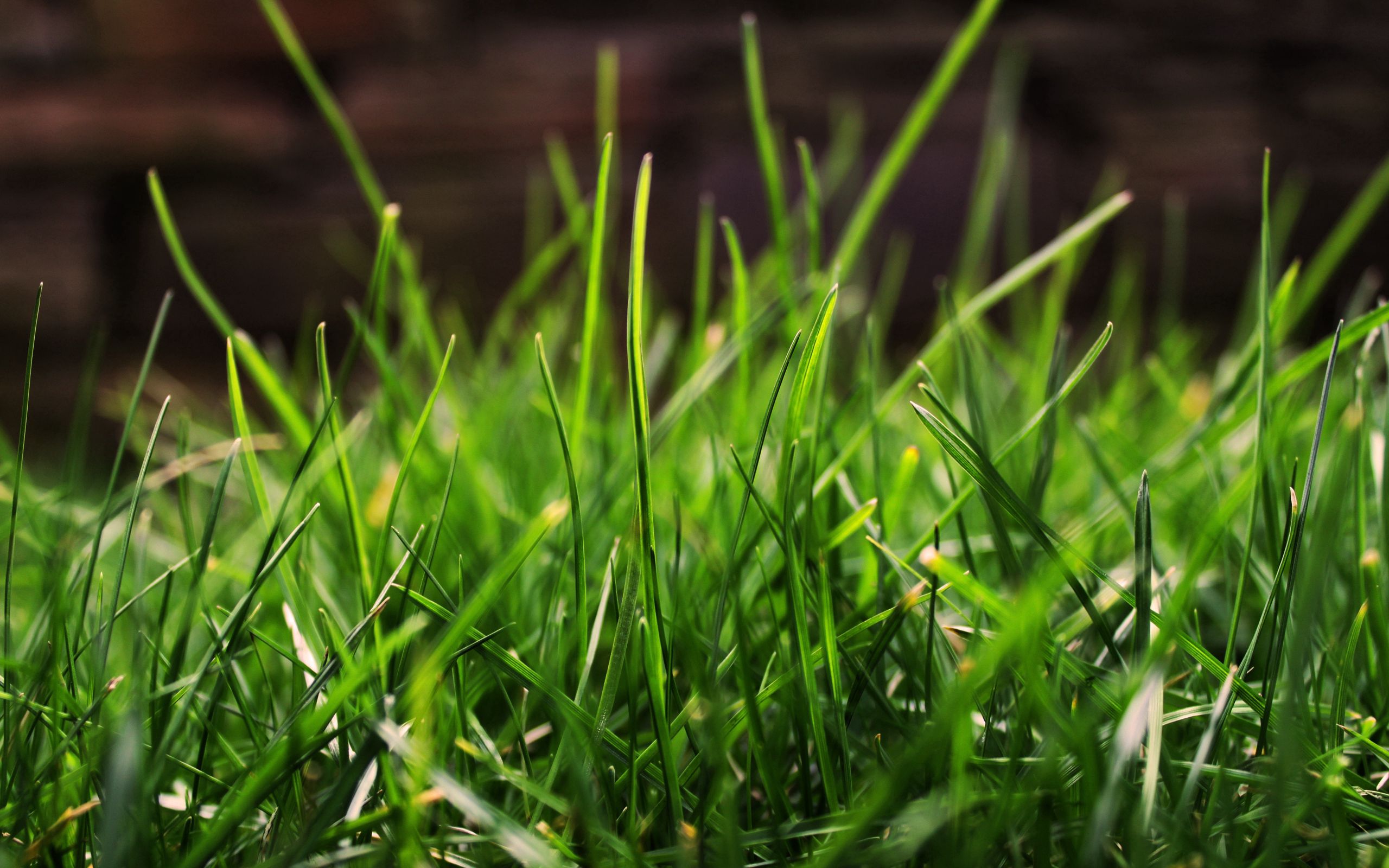 dew, grass, drops, macro, shine, light Full HD