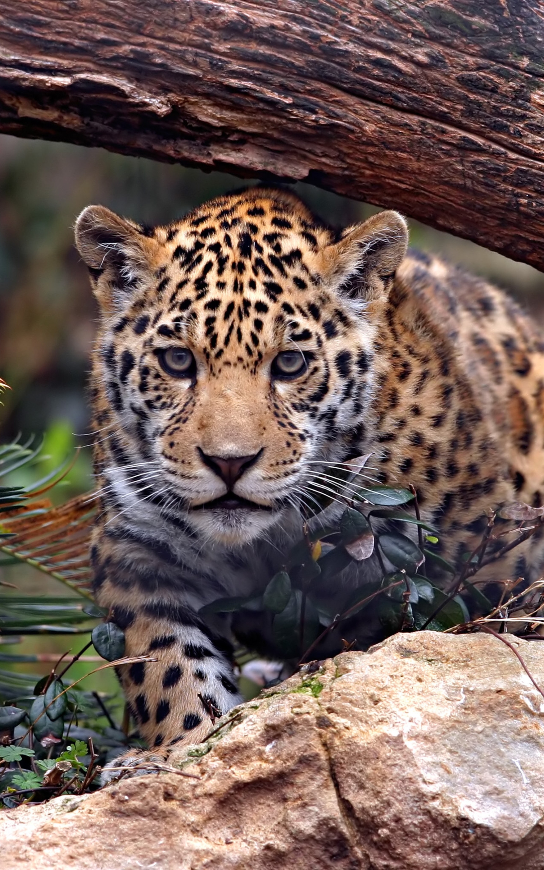 Download mobile wallpaper Cats, Jaguar, Leopard, Animal for free.