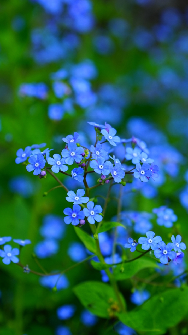 Descarga gratuita de fondo de pantalla para móvil de Flores, Nomeolvides, Tierra/naturaleza, Flor Azul.