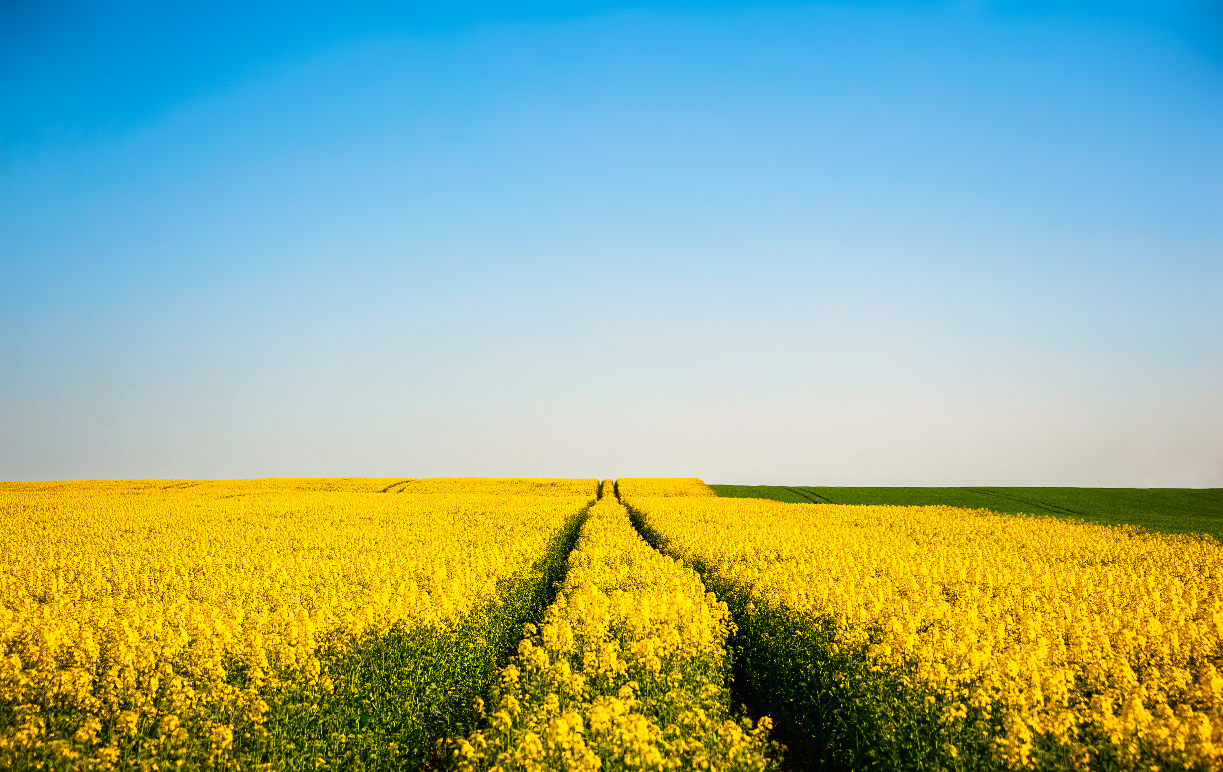Free download wallpaper Nature, Summer, Flower, Earth, Field, Yellow Flower, Rapeseed on your PC desktop
