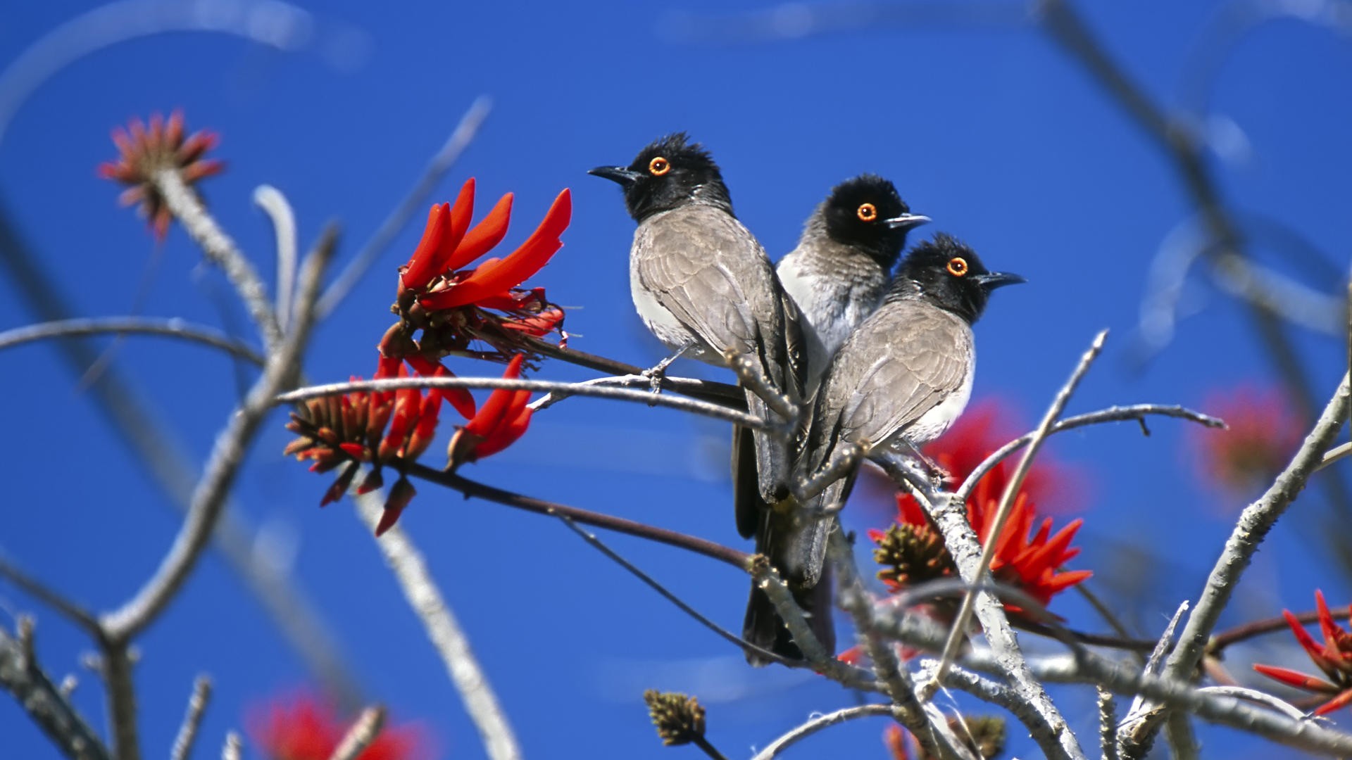 Téléchargez gratuitement l'image Animaux, Oiseau sur le bureau de votre PC