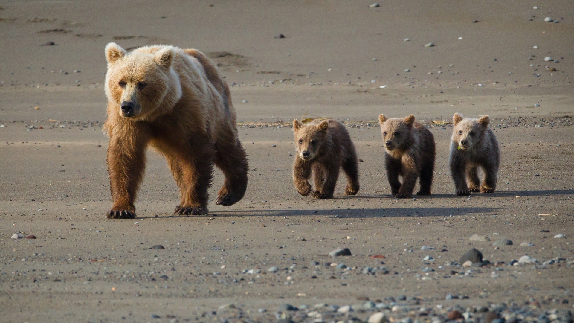 Descarga gratis la imagen Animales, Oso en el escritorio de tu PC