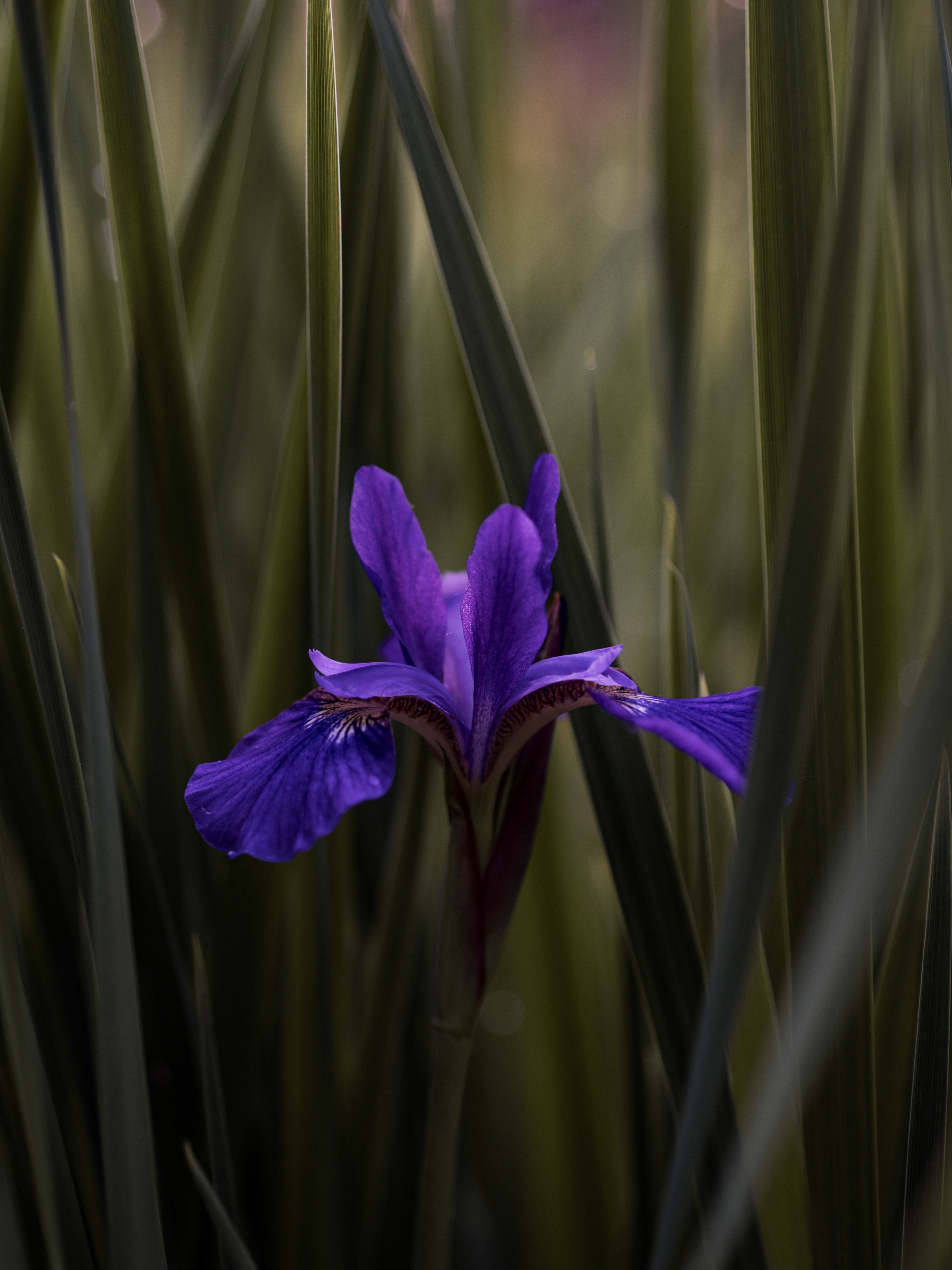 Handy-Wallpaper Iris, Glatt, Unschärfe, Blätter, Blume, Blumen, Lila kostenlos herunterladen.
