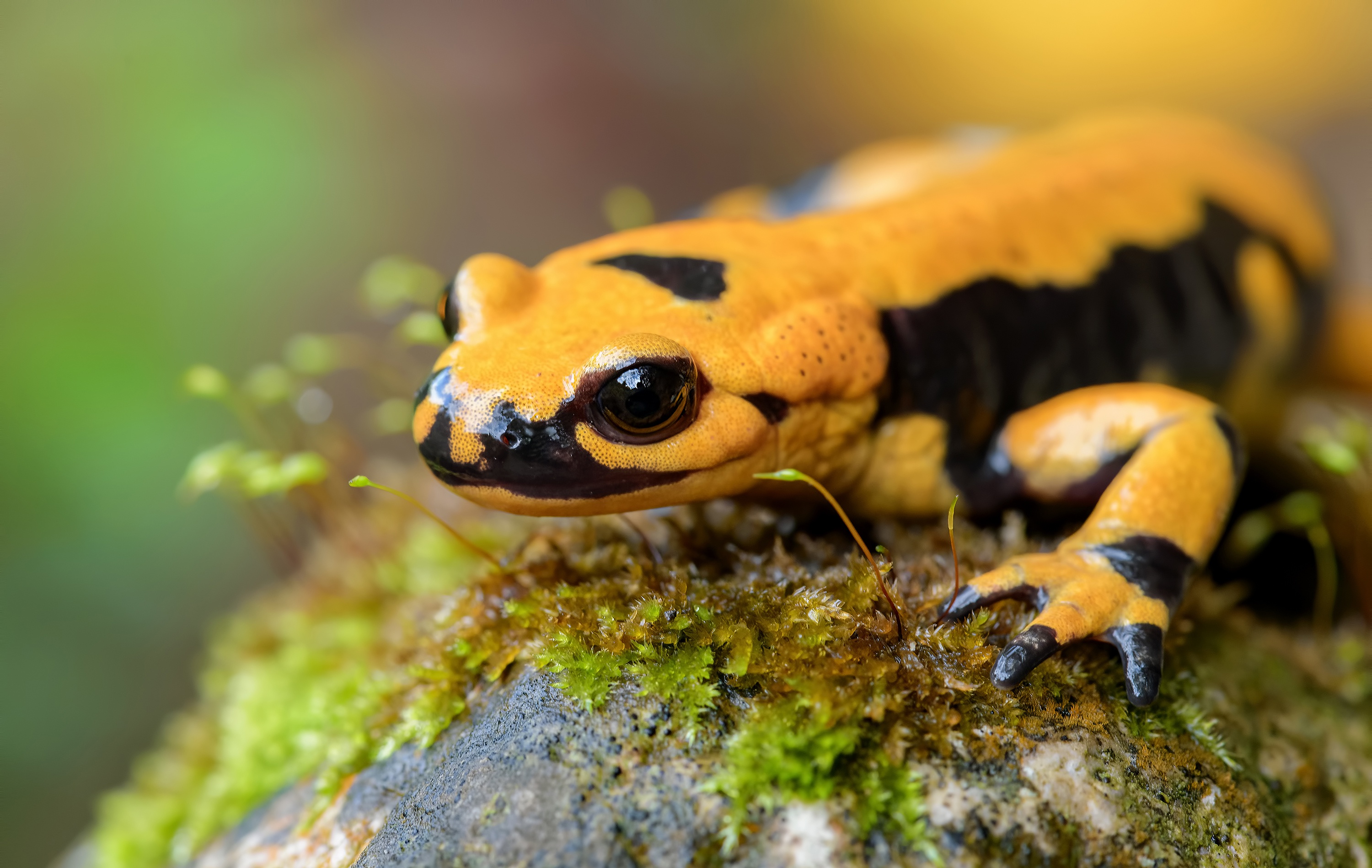 969106 Bild herunterladen tiere, salamander, eidechse, reptil - Hintergrundbilder und Bildschirmschoner kostenlos