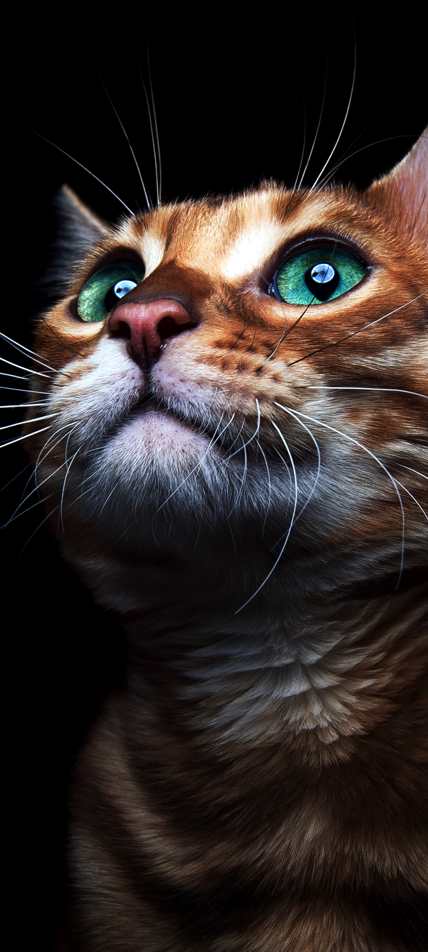 Free download wallpaper Cats, Cat, Kitten, Animal, Green Eyes on your PC desktop