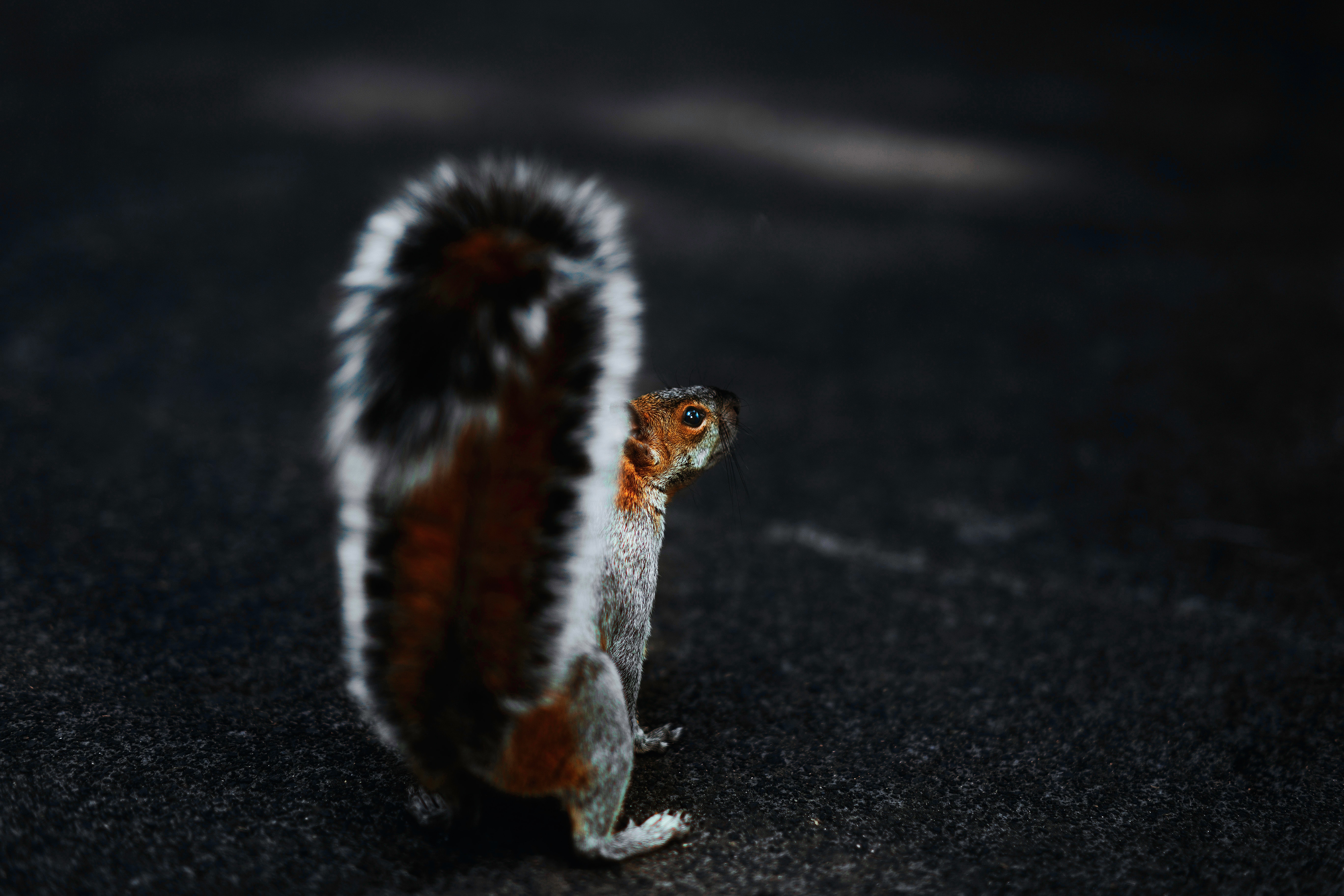 Free download wallpaper Animals, Fluffy, Animal, Tail, Squirrel, Brown on your PC desktop