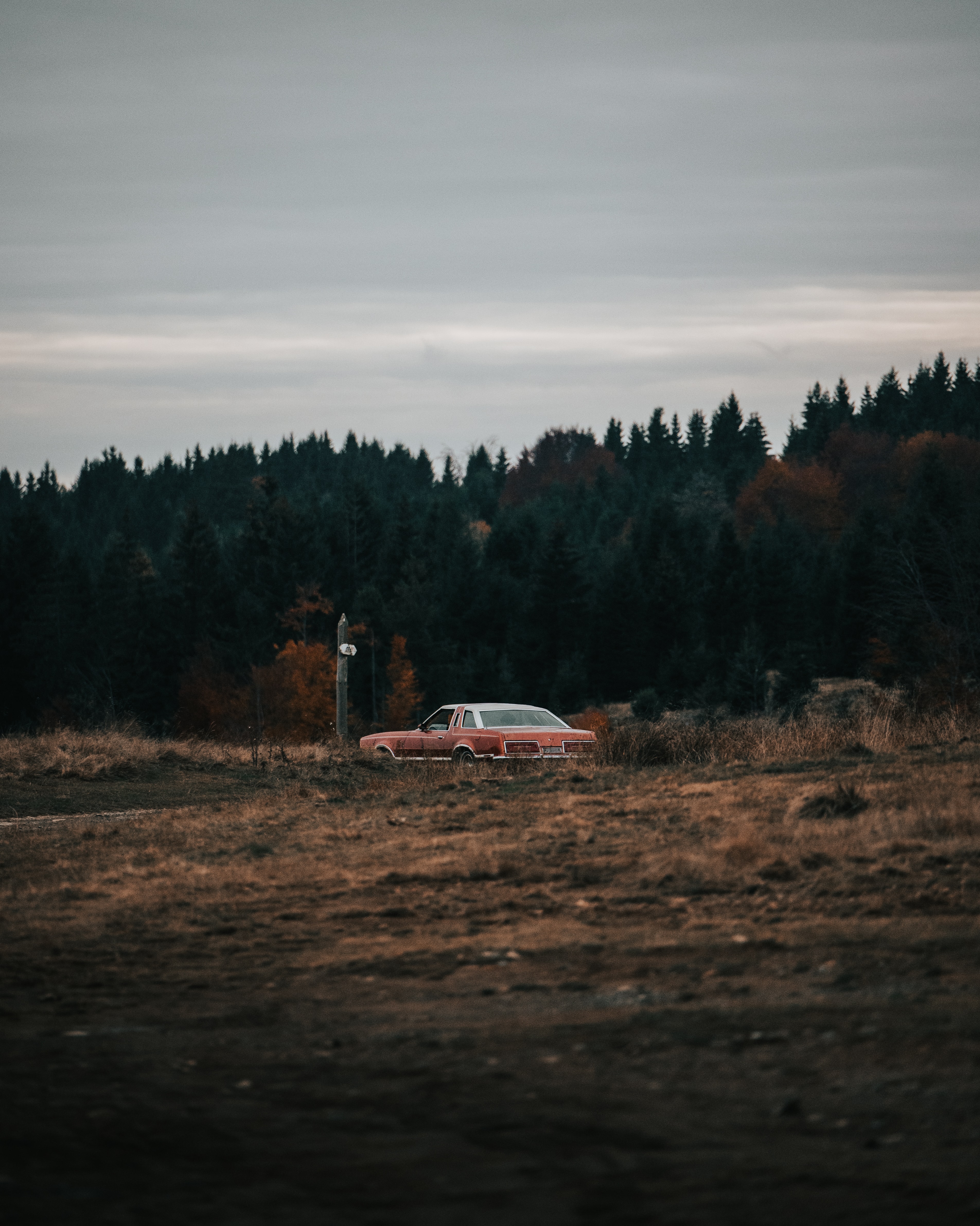 old, nature, cars, forest, car, field Full HD
