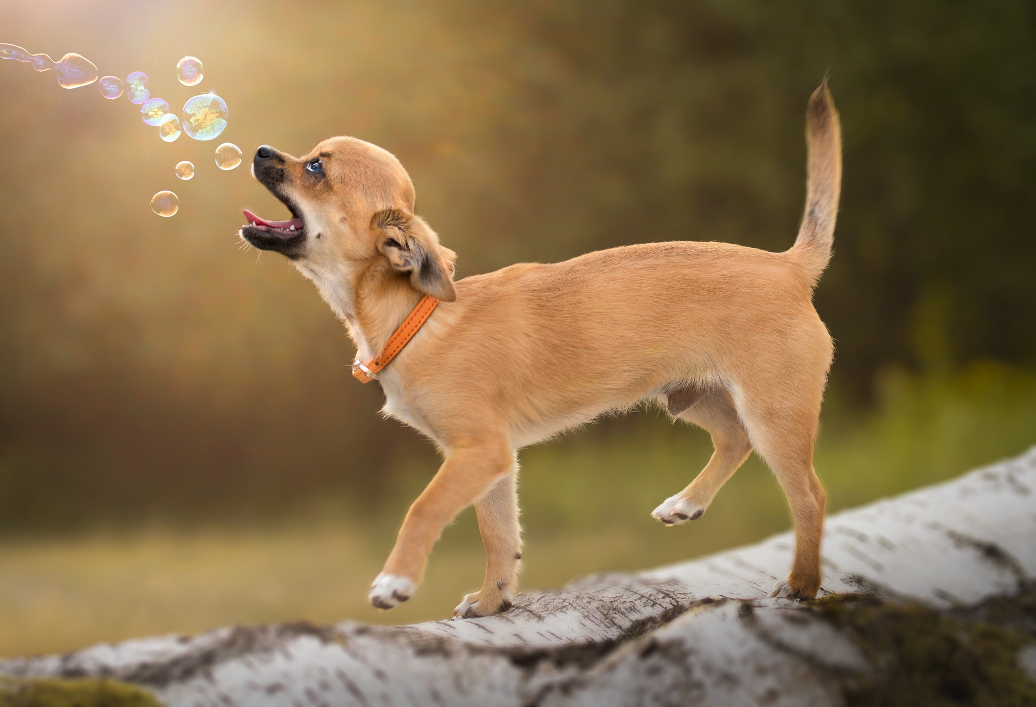 Download mobile wallpaper Dogs, Dog, Animal, Collar, Log, Bubble, Chihuahua for free.
