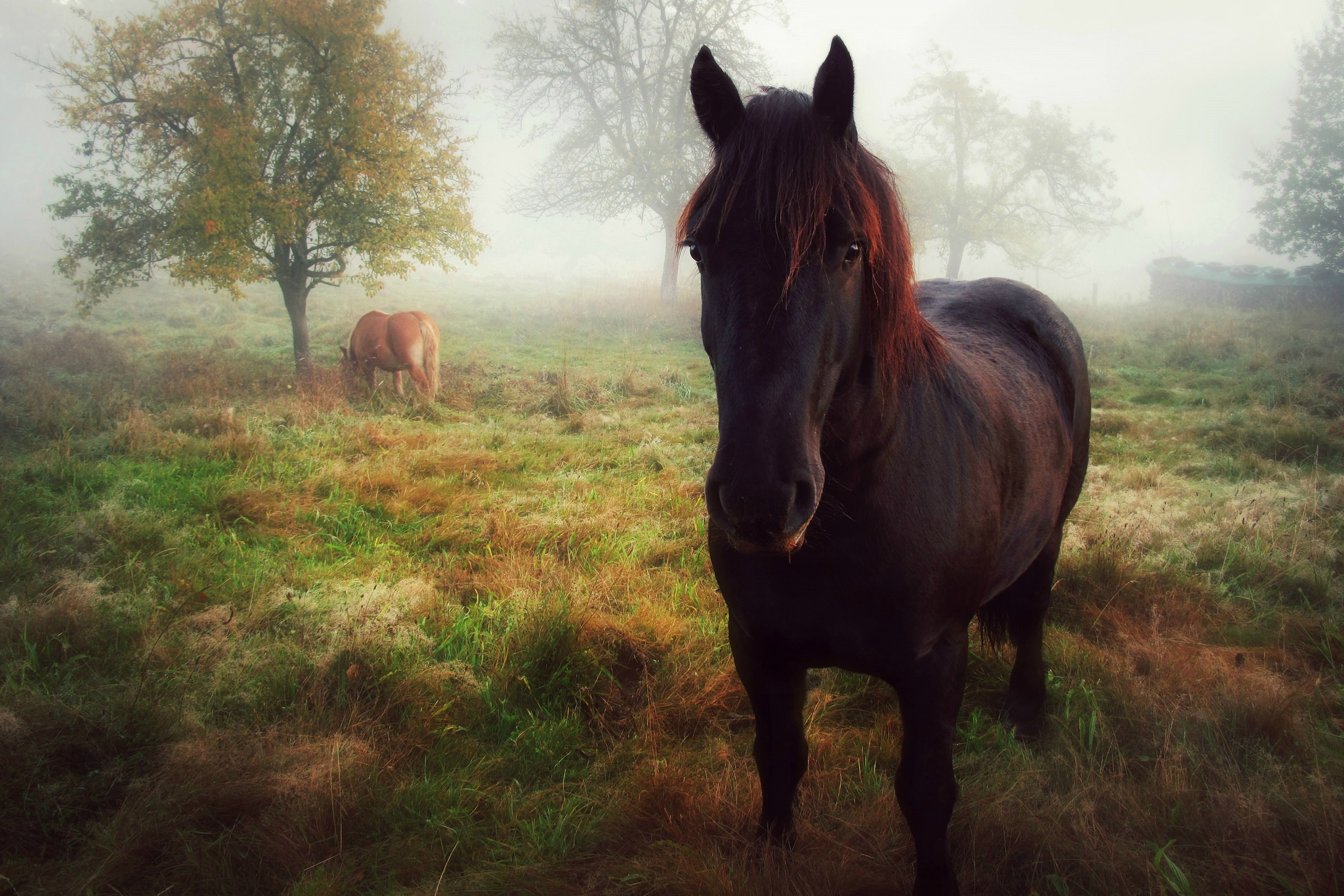 Laden Sie das Tiere, Nebel, Hauspferd, Starren-Bild kostenlos auf Ihren PC-Desktop herunter