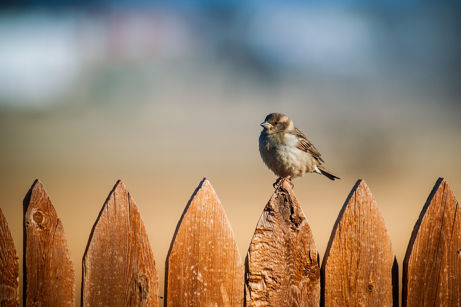 Download mobile wallpaper Bird, Sparrow, Animal for free.