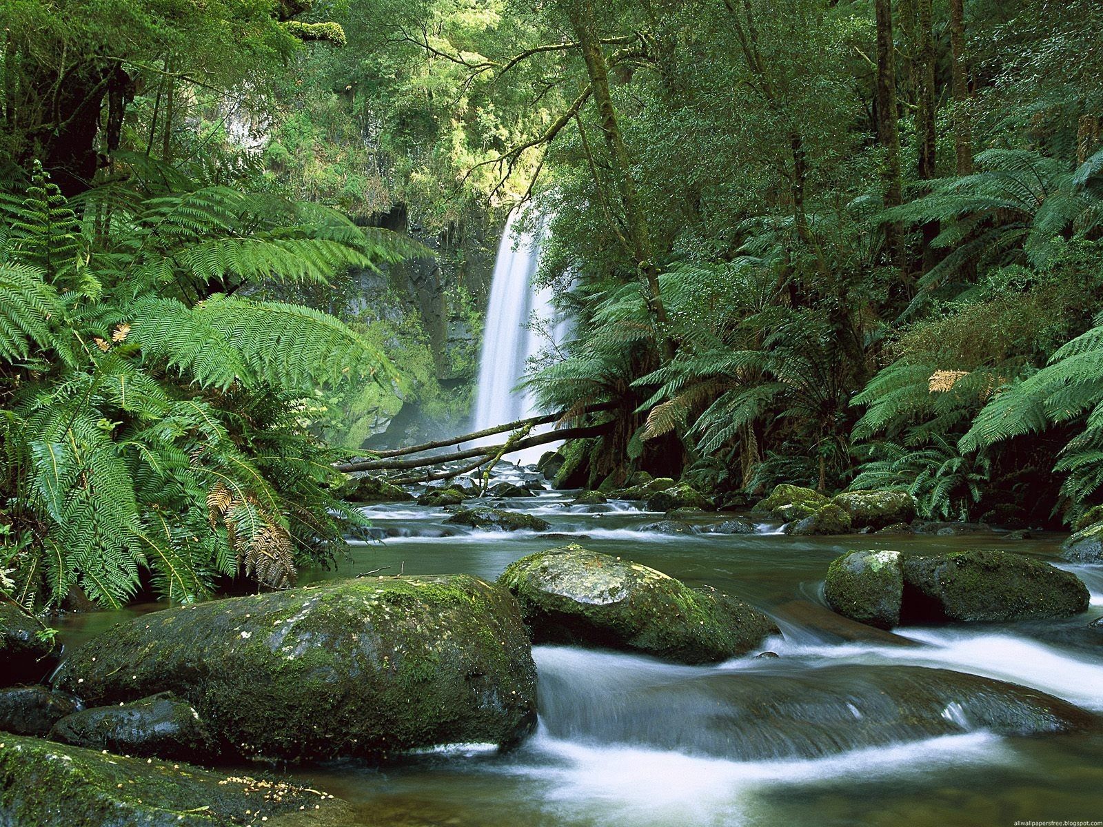 australia, nature, waterfall, stones, fern, greens