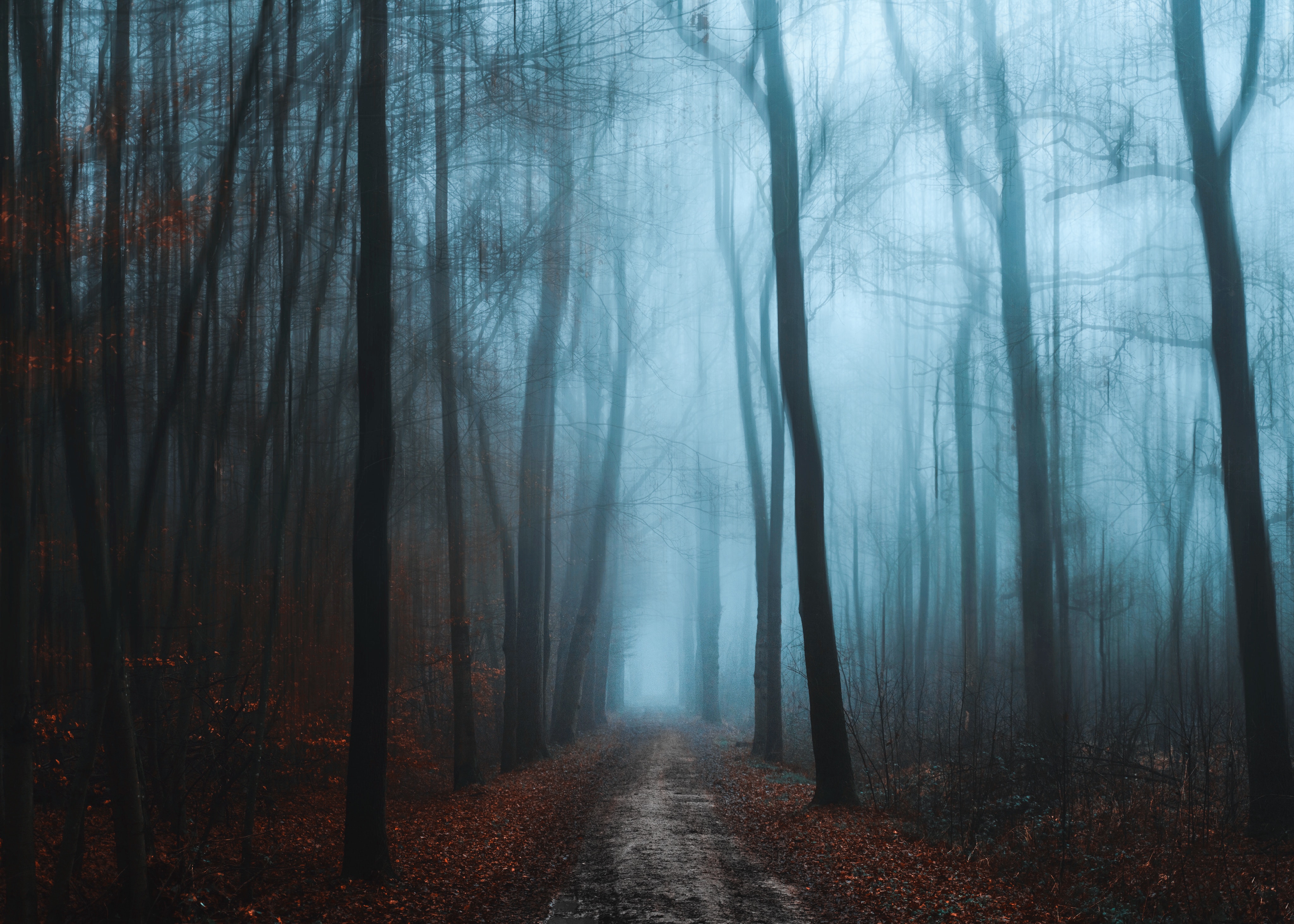 Laden Sie das Natur, Nebel, Pfad, Laub, Wald, Herbst-Bild kostenlos auf Ihren PC-Desktop herunter