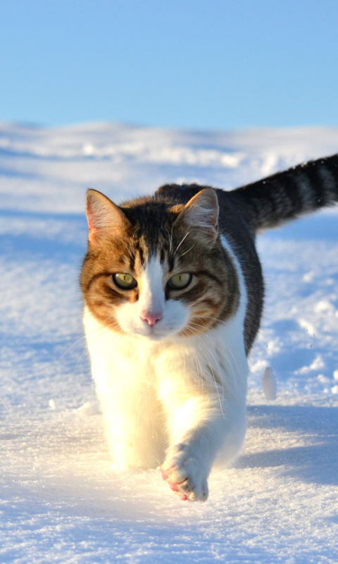 無料モバイル壁紙動物, ネコ, 猫をダウンロードします。