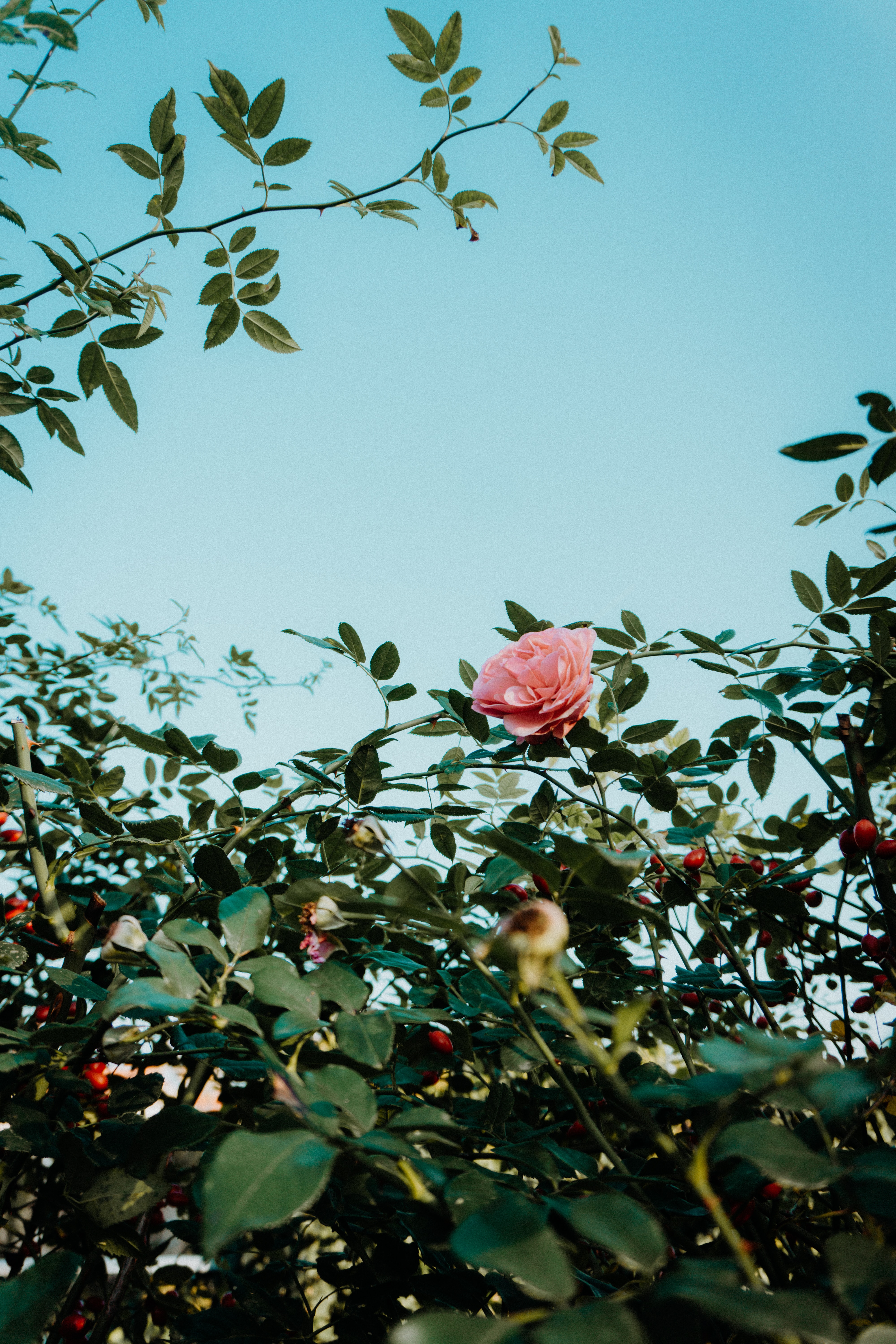 116697 Hintergrundbild herunterladen blumen, rosa, bush, blume, pflanze, rose, busch - Bildschirmschoner und Bilder kostenlos