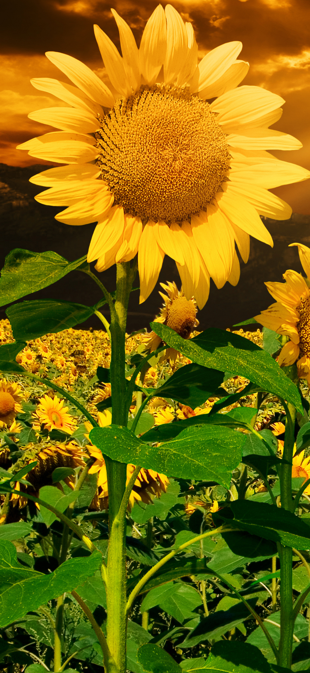 Download mobile wallpaper Flowers, Summer, Flower, Earth, Field, Sunflower, Yellow Flower for free.