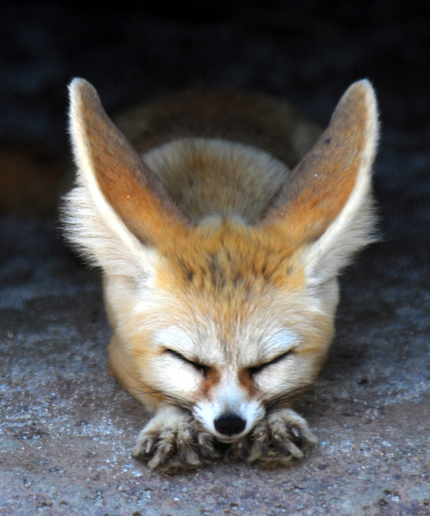 fox, animals HD wallpaper