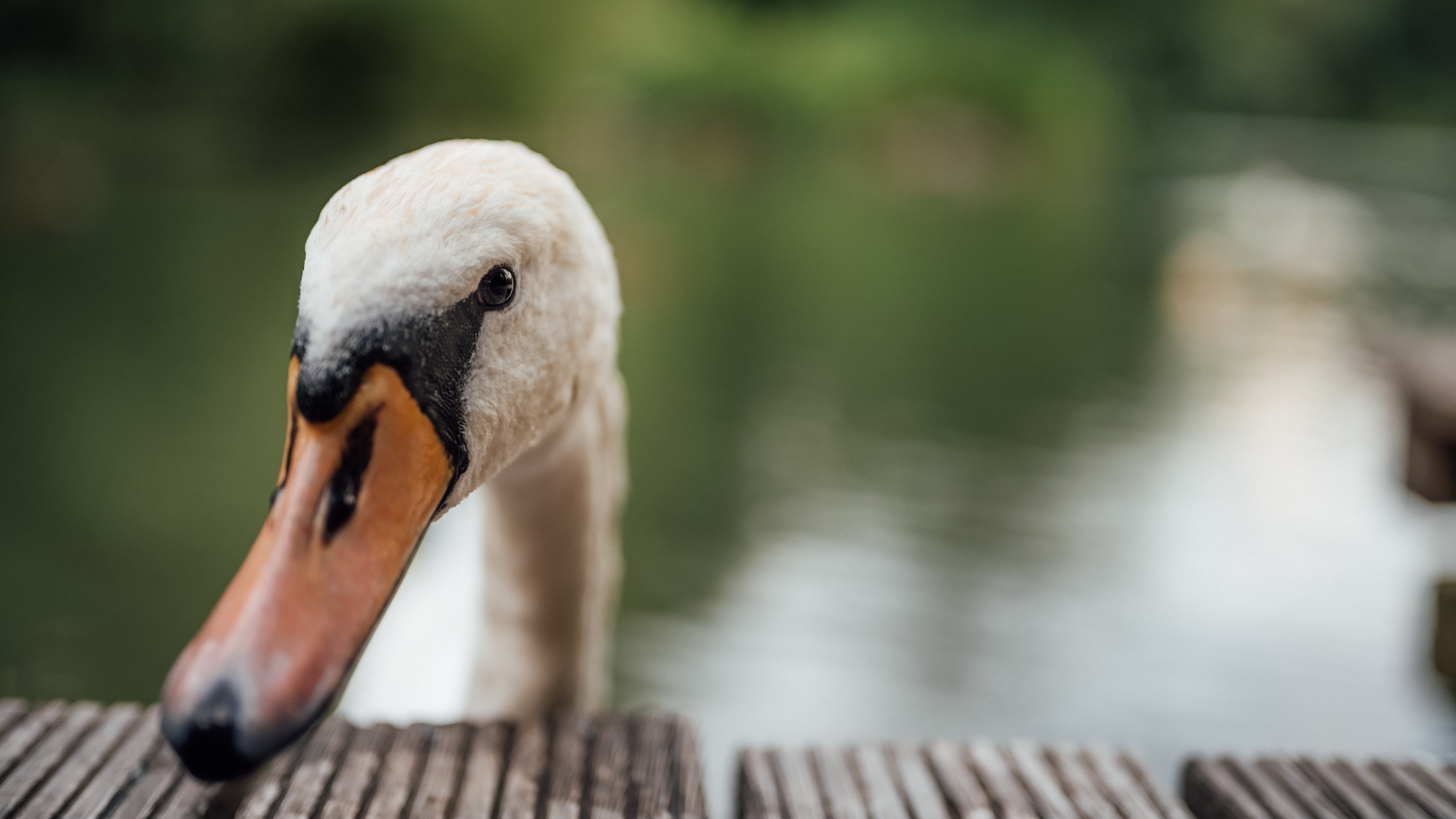 Download mobile wallpaper Birds, Bird, Animal, Swan for free.