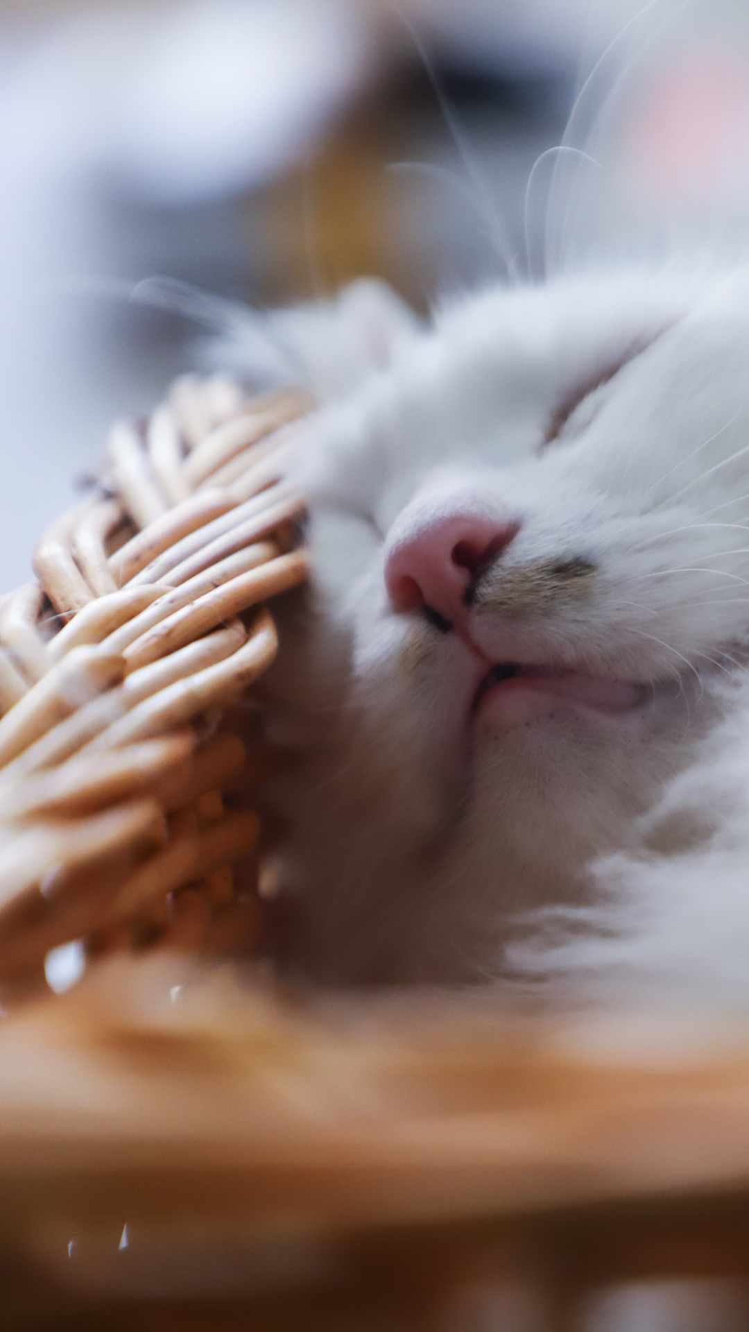 無料モバイル壁紙動物, ネコ, 猫, 睡眠をダウンロードします。