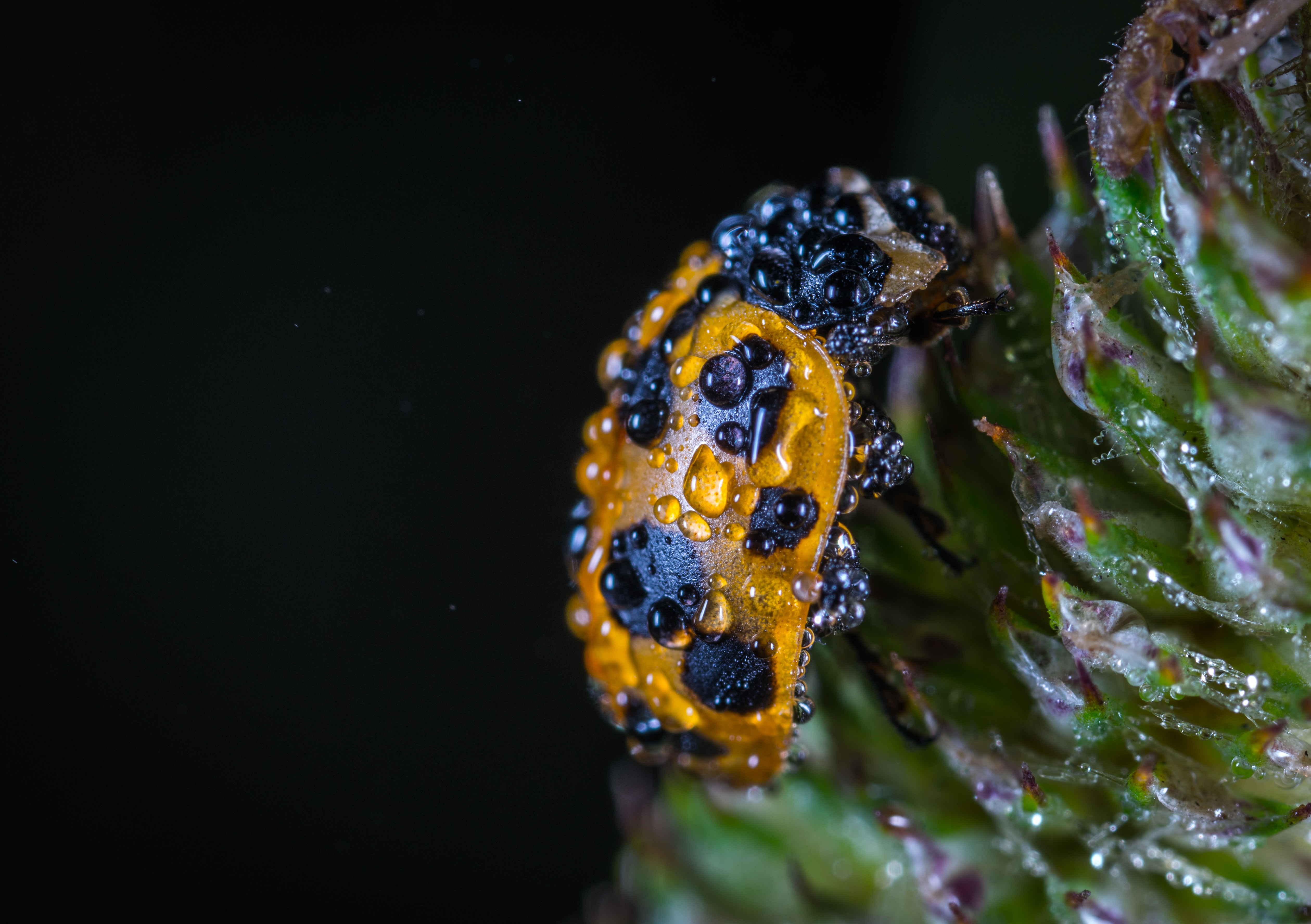 close up, ladybug, drops, macro, ladybird