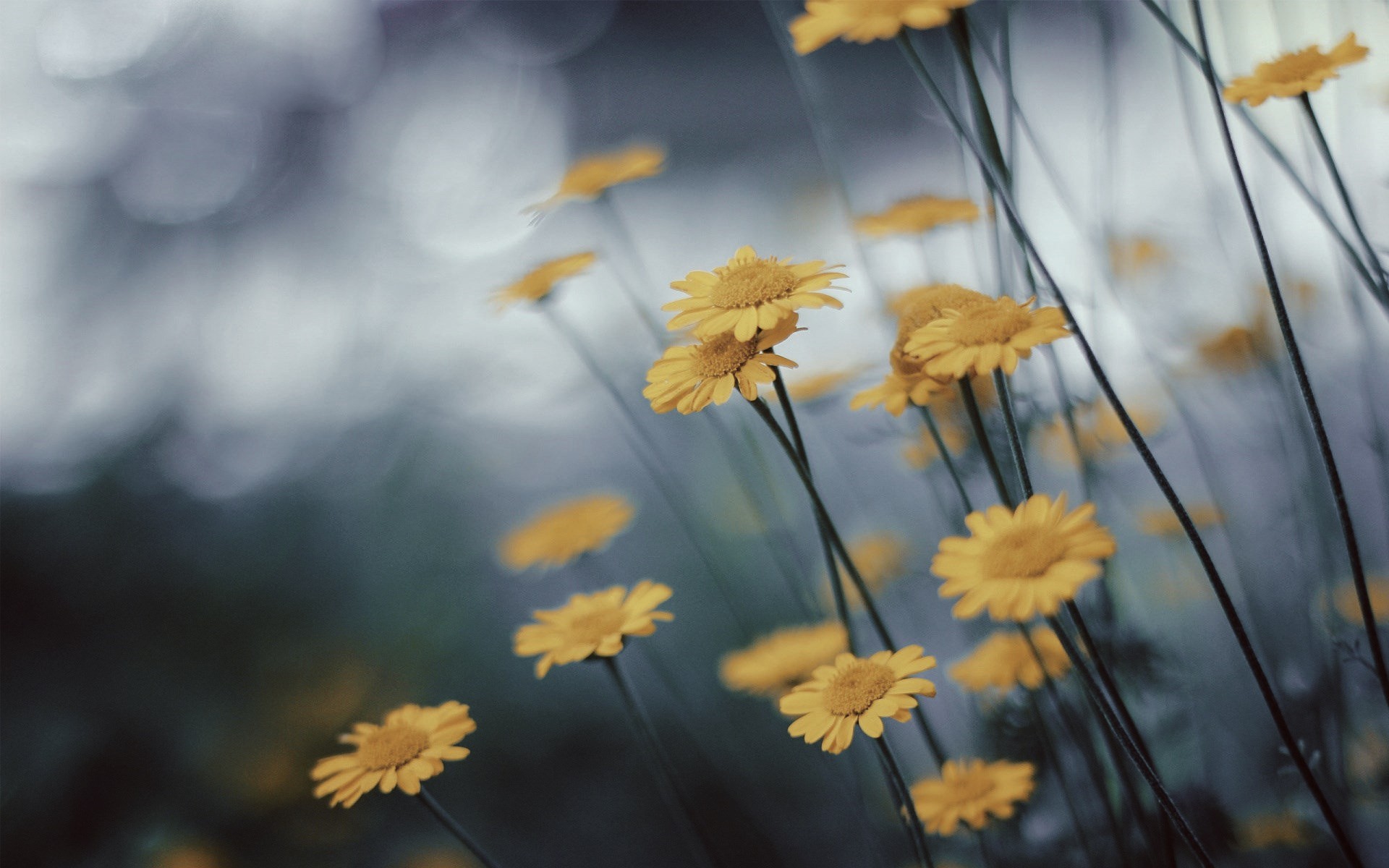 Download mobile wallpaper Flower, Macro, Blur, Photography, Yellow Flower for free.