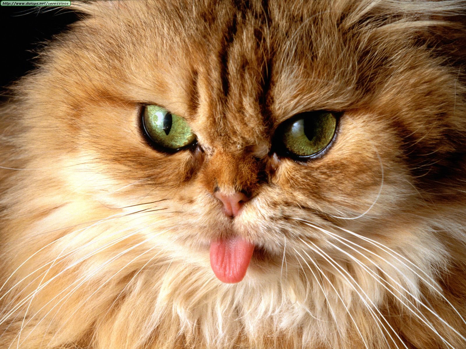 Завантажити шпалери безкоштовно Кішка, Тварина картинка на робочий стіл ПК