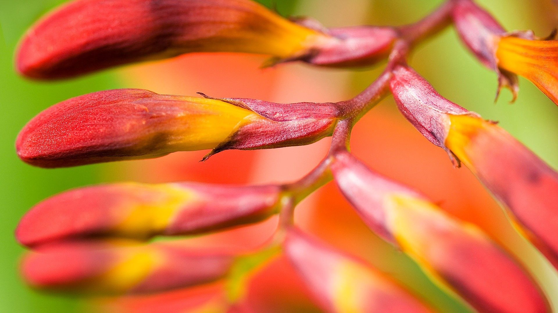 Descarga gratis la imagen Flor, Macro, Rama, Planta en el escritorio de tu PC