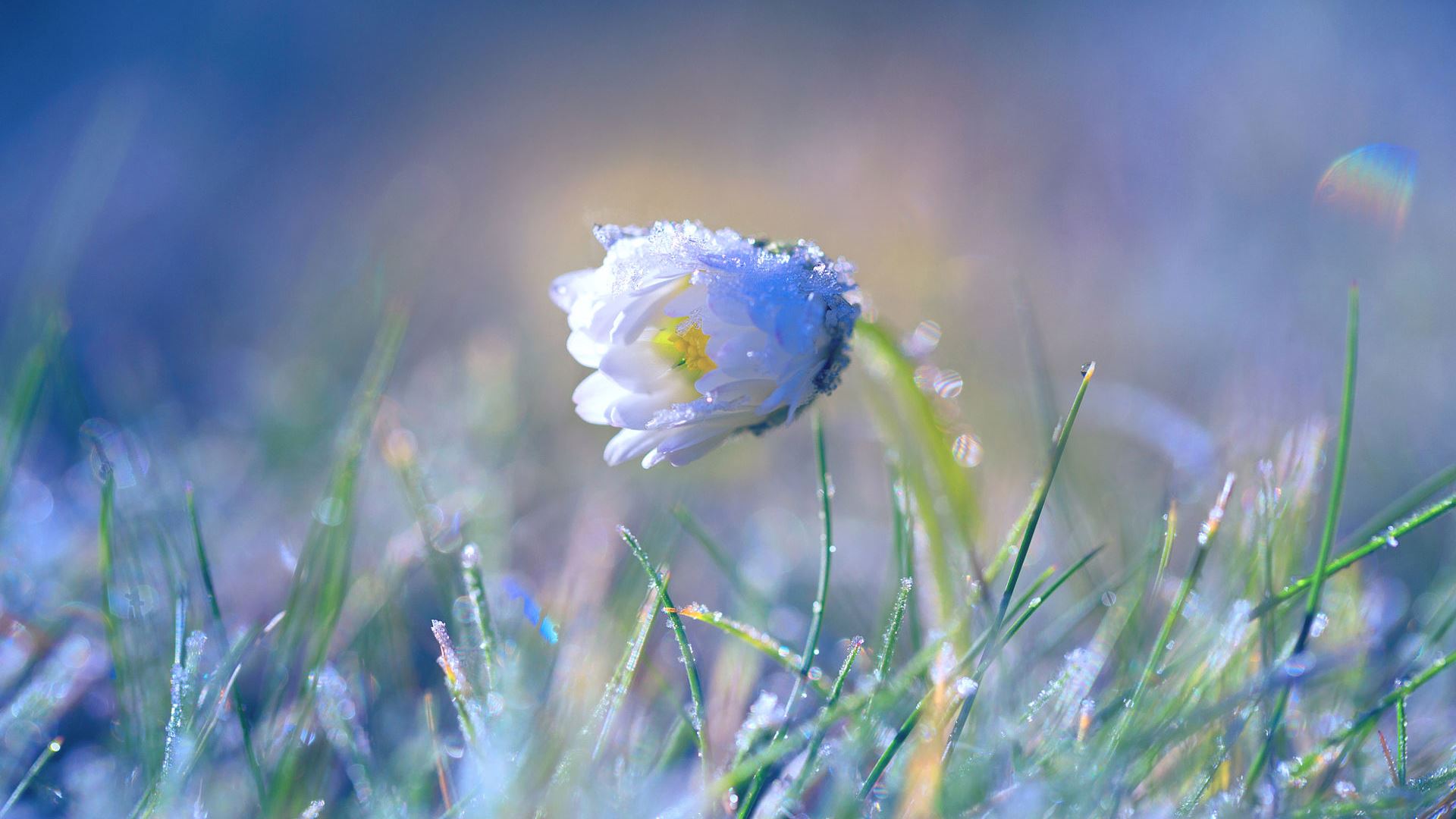earth, daisy, chamomile, flower, grass, spring, flowers