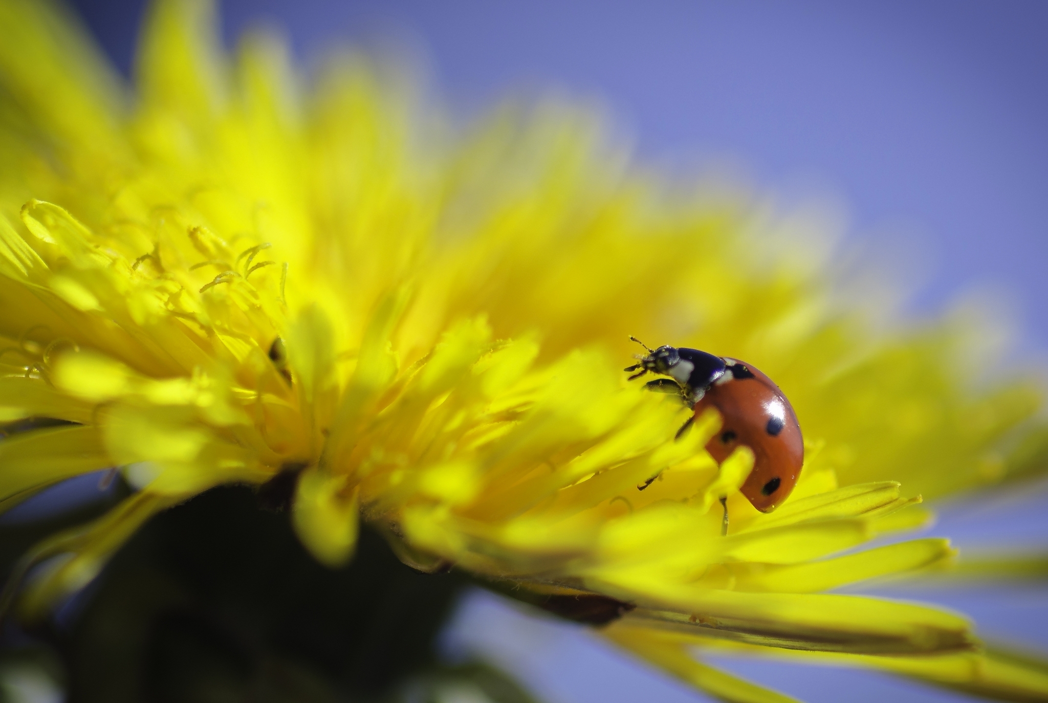 Download mobile wallpaper Flower, Macro, Insect, Animal, Ladybug, Yellow Flower for free.