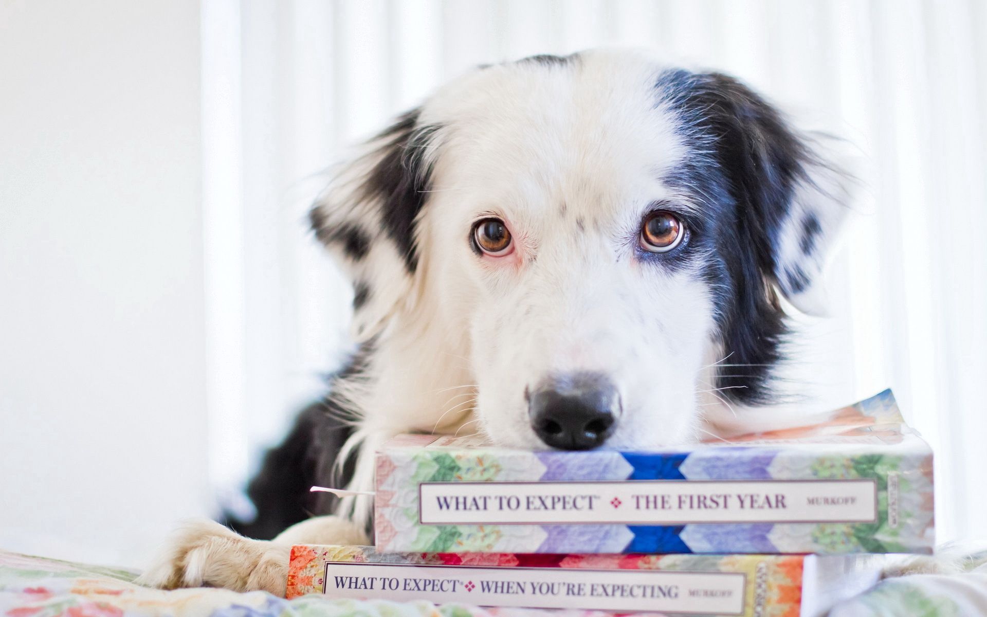 PCデスクトップに動物, 視力, 意見, 図書, 犬画像を無料でダウンロード
