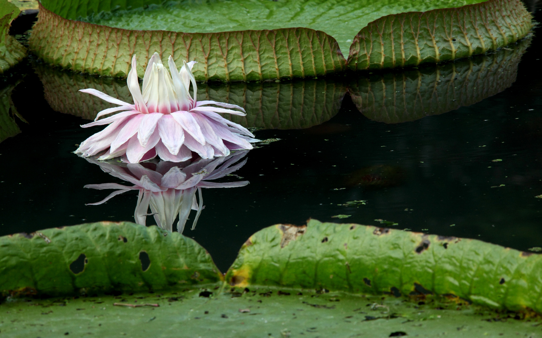 Free download wallpaper Flowers, Lotus, Earth on your PC desktop