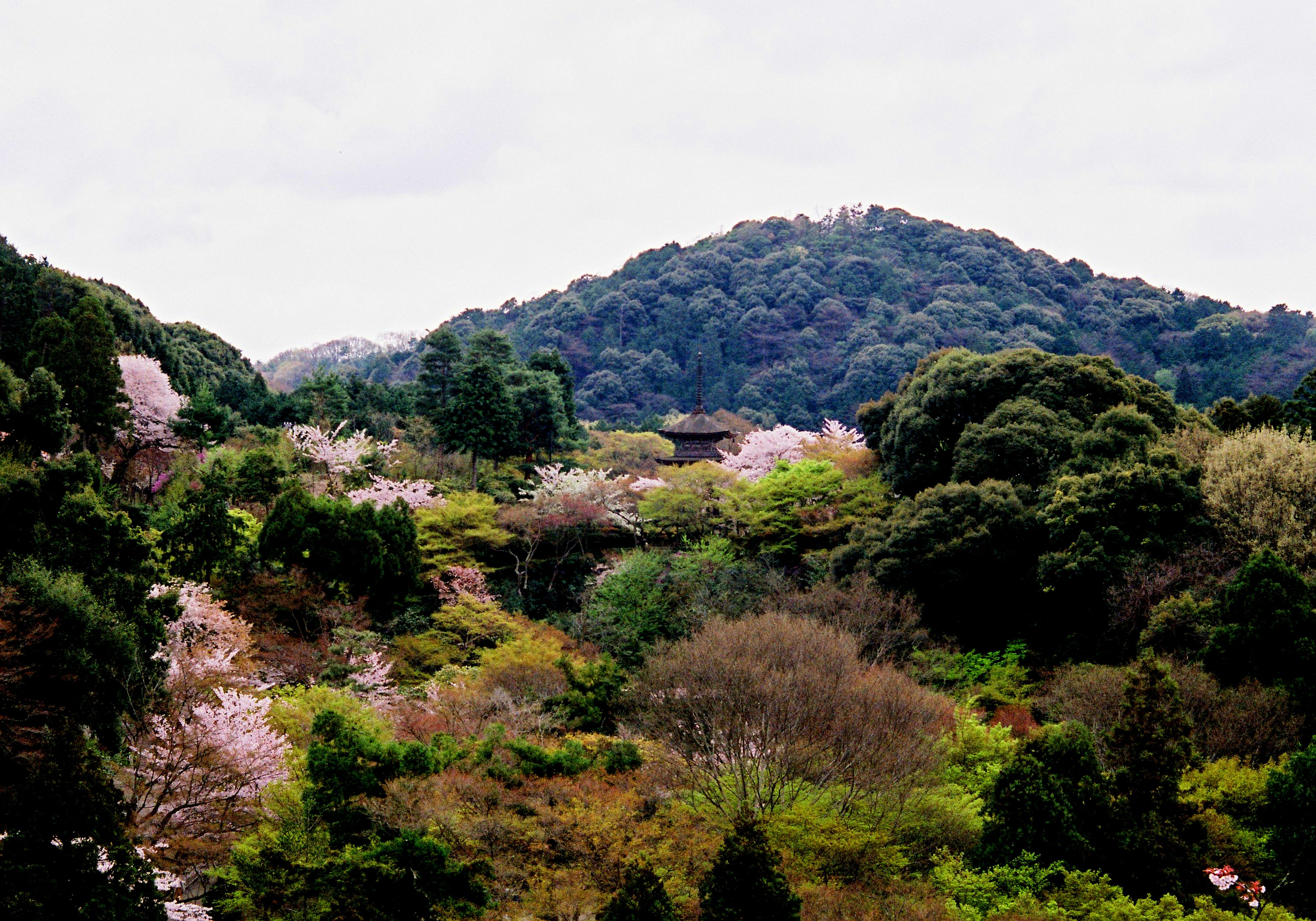 678589 скачать картинку япония, земля/природа, пейзаж, цветущие, лес, киёмидзу дэра, киото, природа, храм - обои и заставки бесплатно