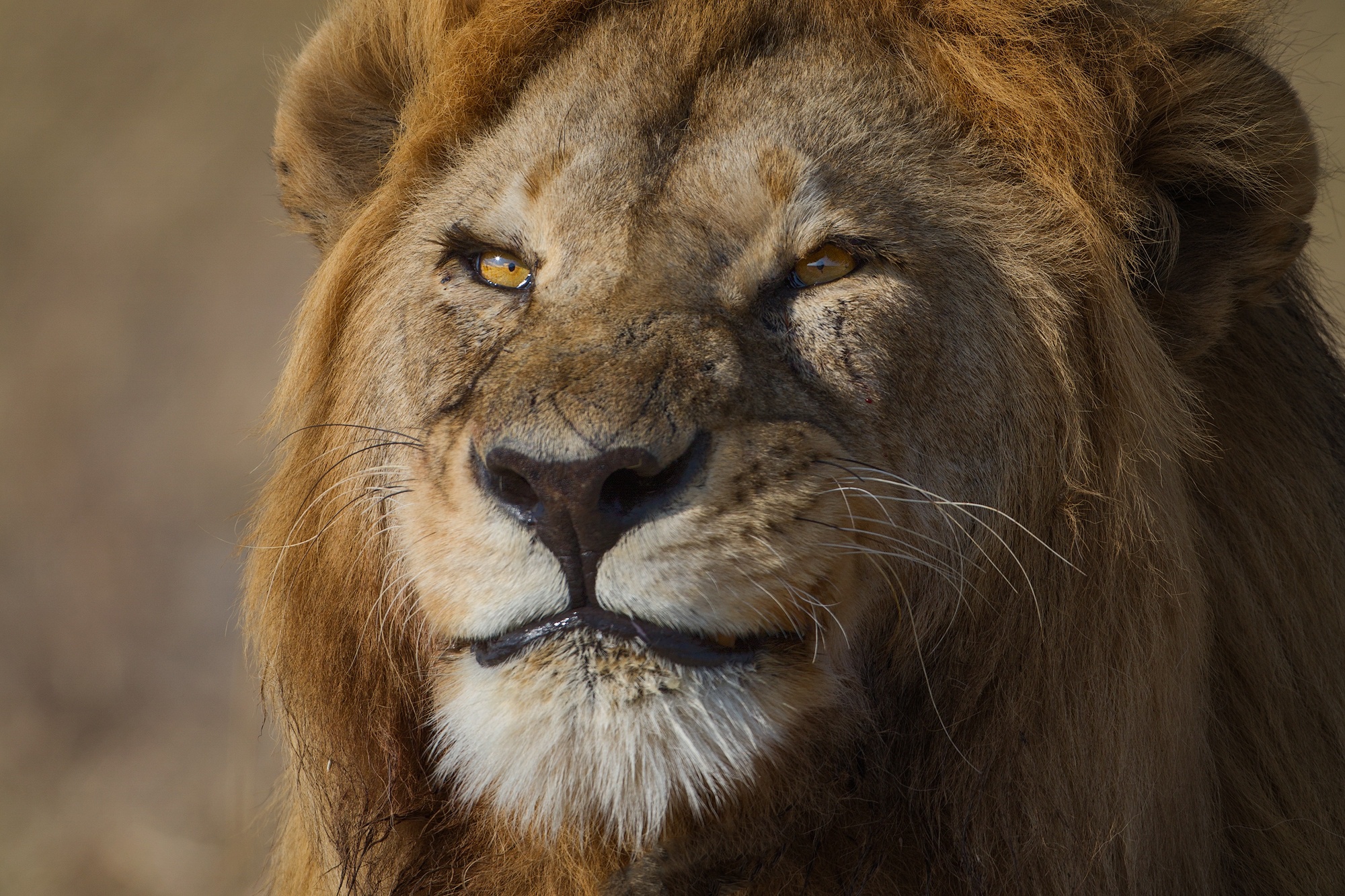 Téléchargez gratuitement l'image Animaux, Chats, Lion, Visage sur le bureau de votre PC