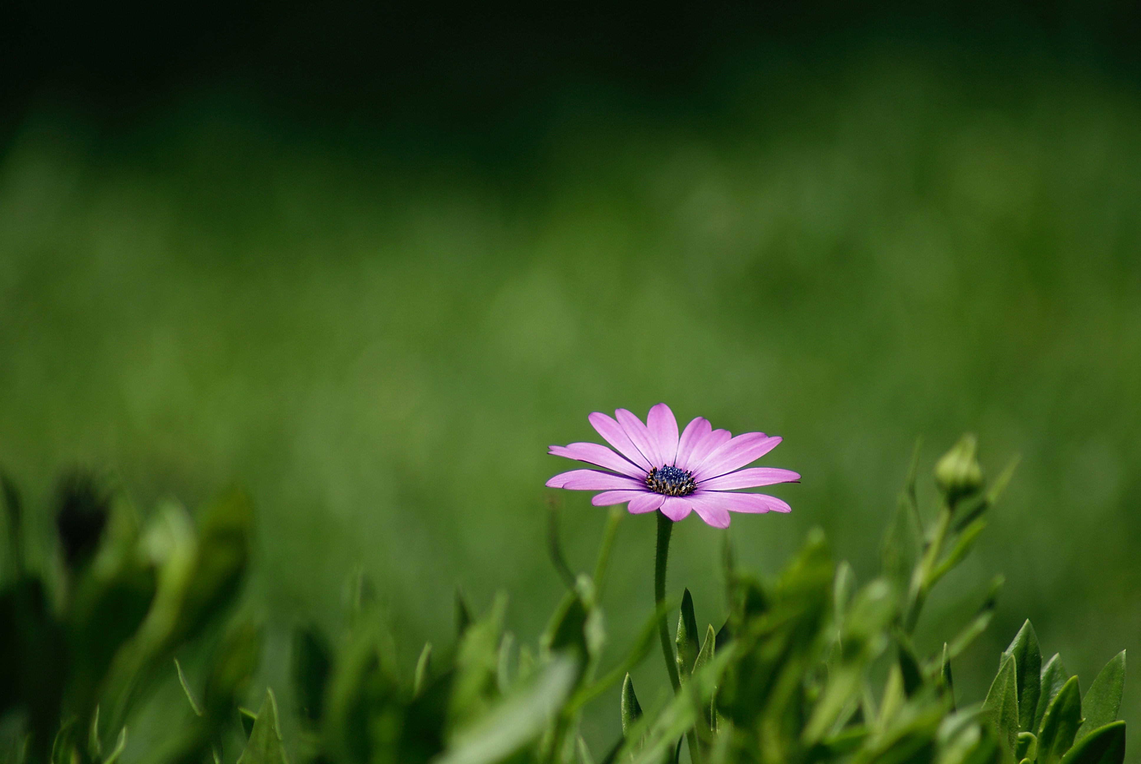 Laden Sie das Grass, Pflanze, Lila, Blume, Blumen-Bild kostenlos auf Ihren PC-Desktop herunter
