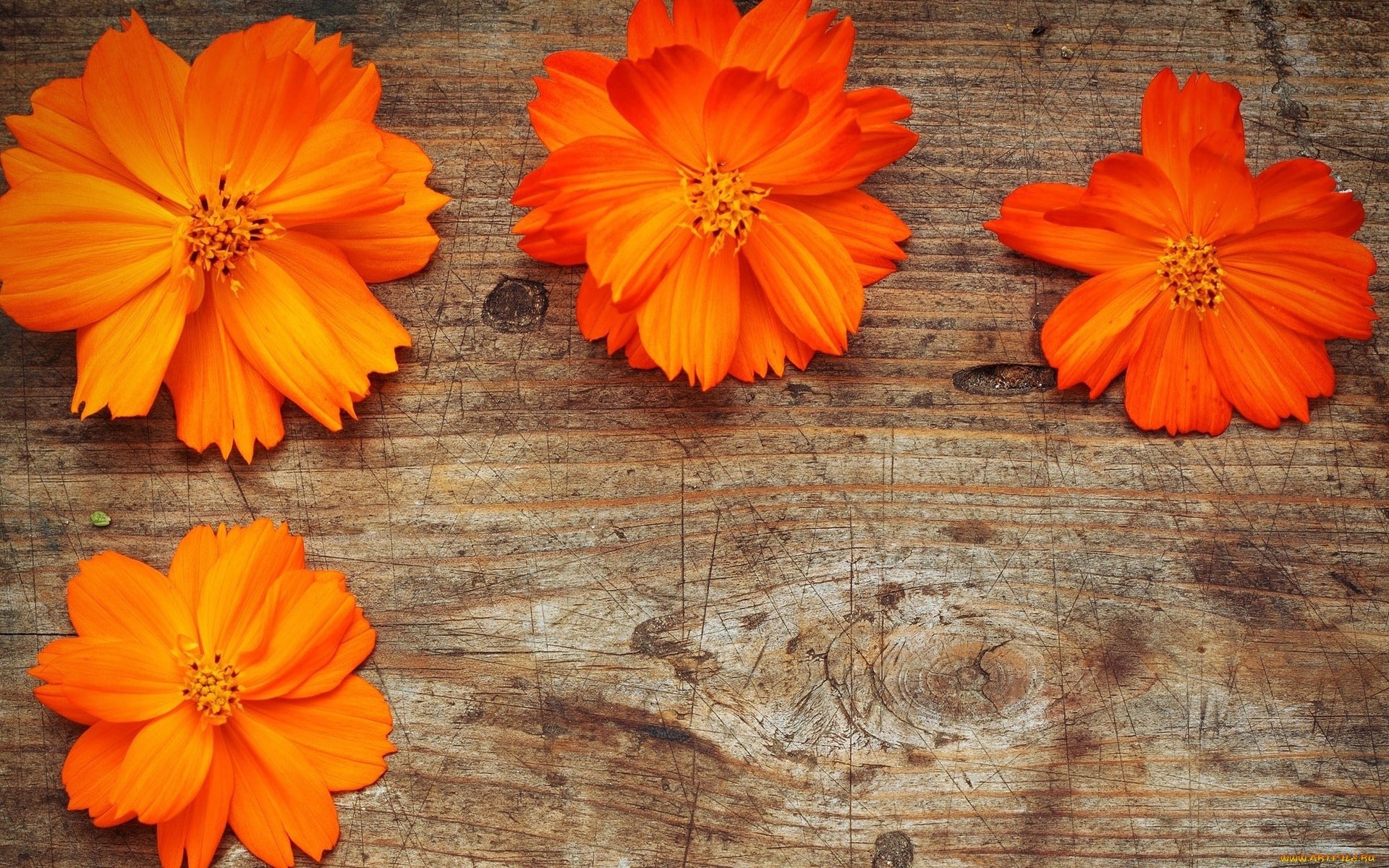 21489 free download Orange wallpapers for phone,  Orange images and screensavers for mobile