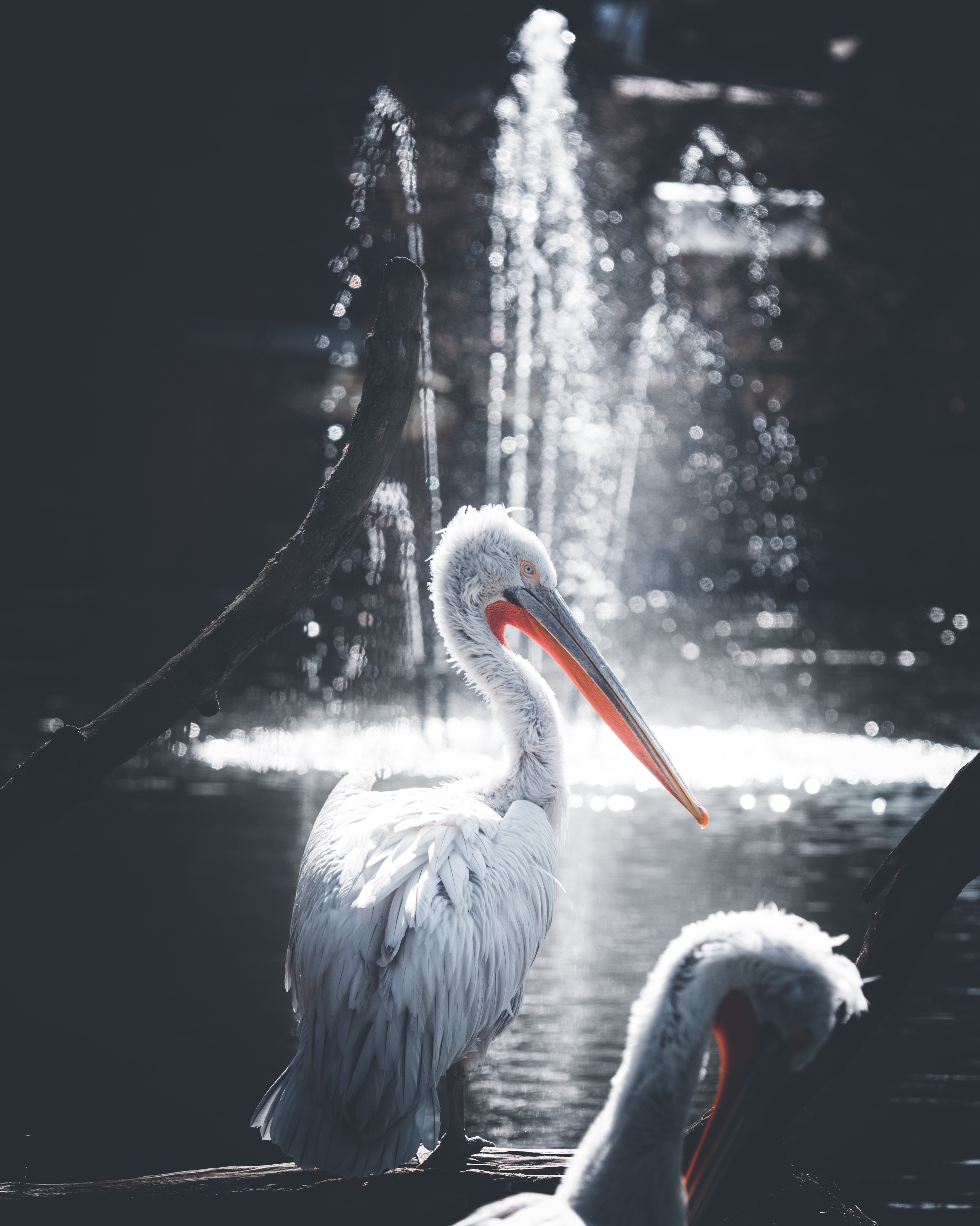 52130 Hintergrundbild herunterladen tiere, wasser, blendung, vogel, pelikan, pelican - Bildschirmschoner und Bilder kostenlos