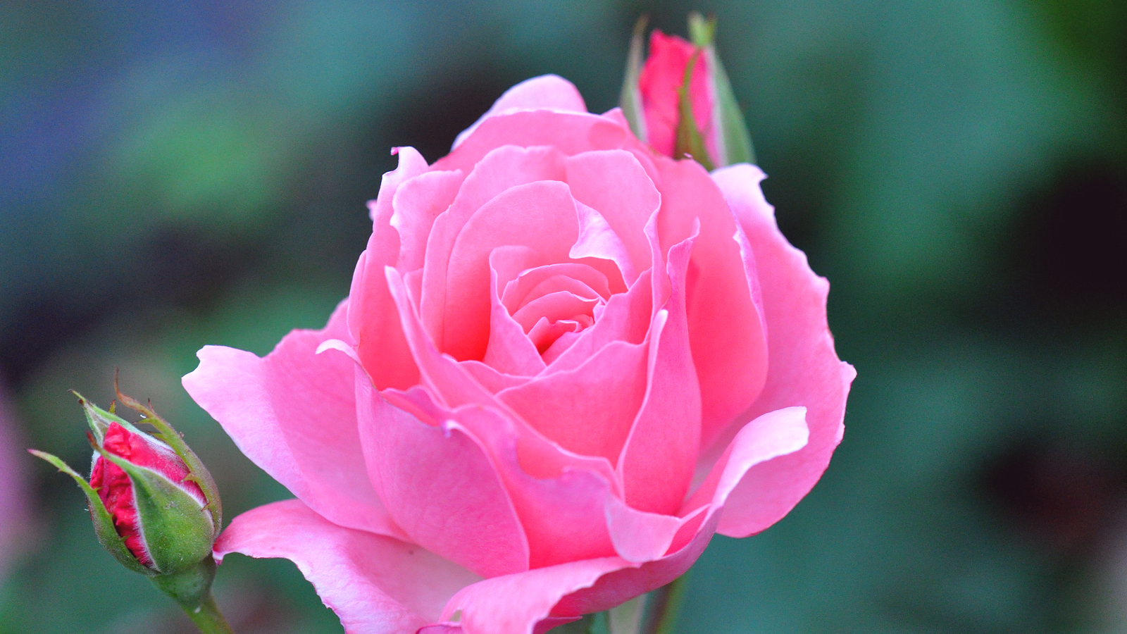 flower, earth, rose, bud, pink rose