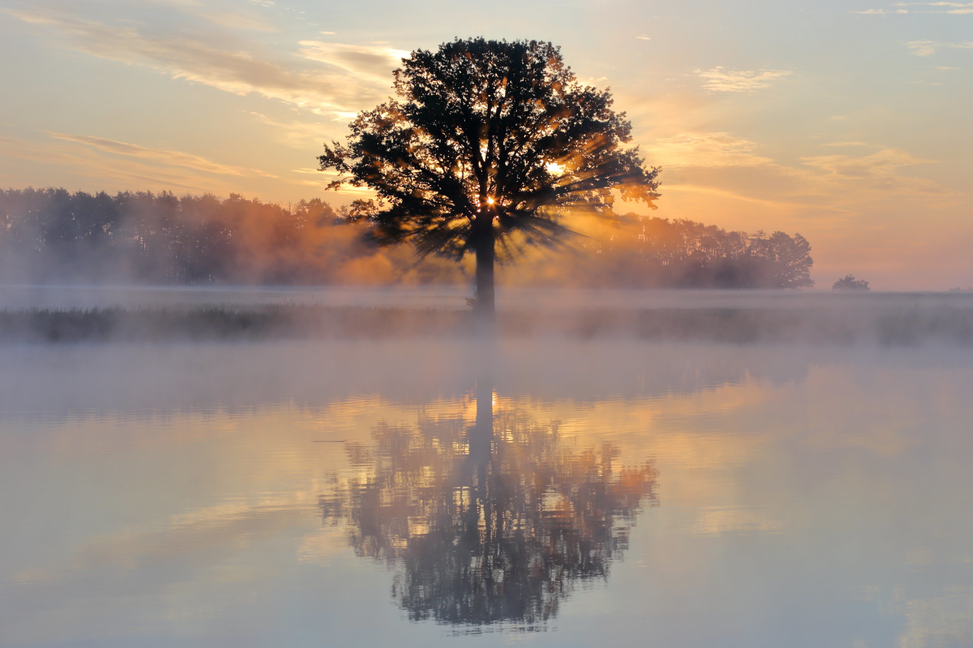 Download mobile wallpaper Trees, Lake, Reflection, Tree, Fog, Earth for free.